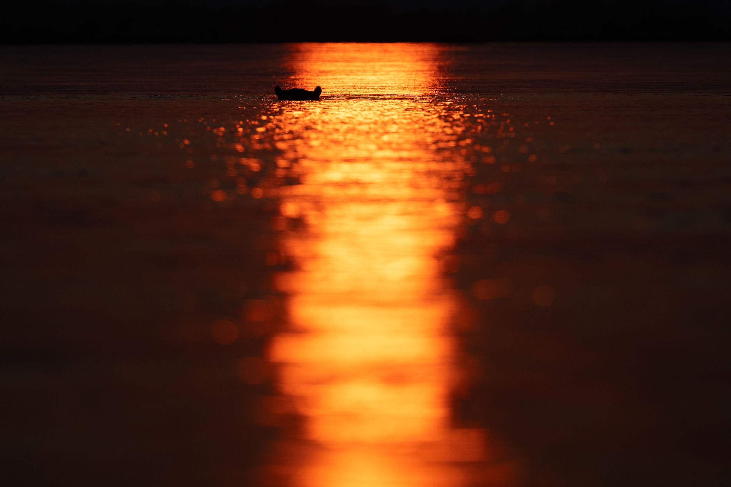 Hippo at sunset