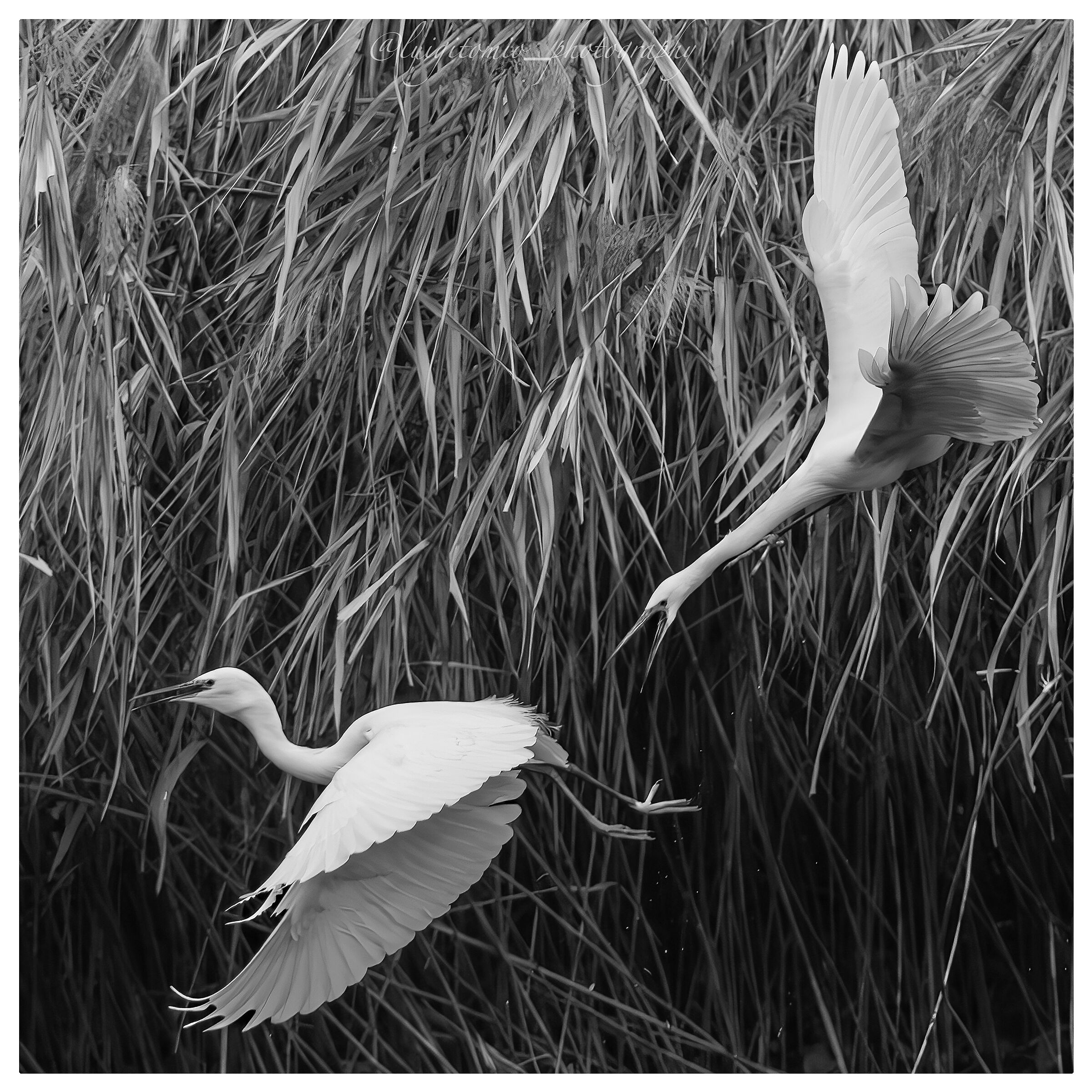 Egrets.