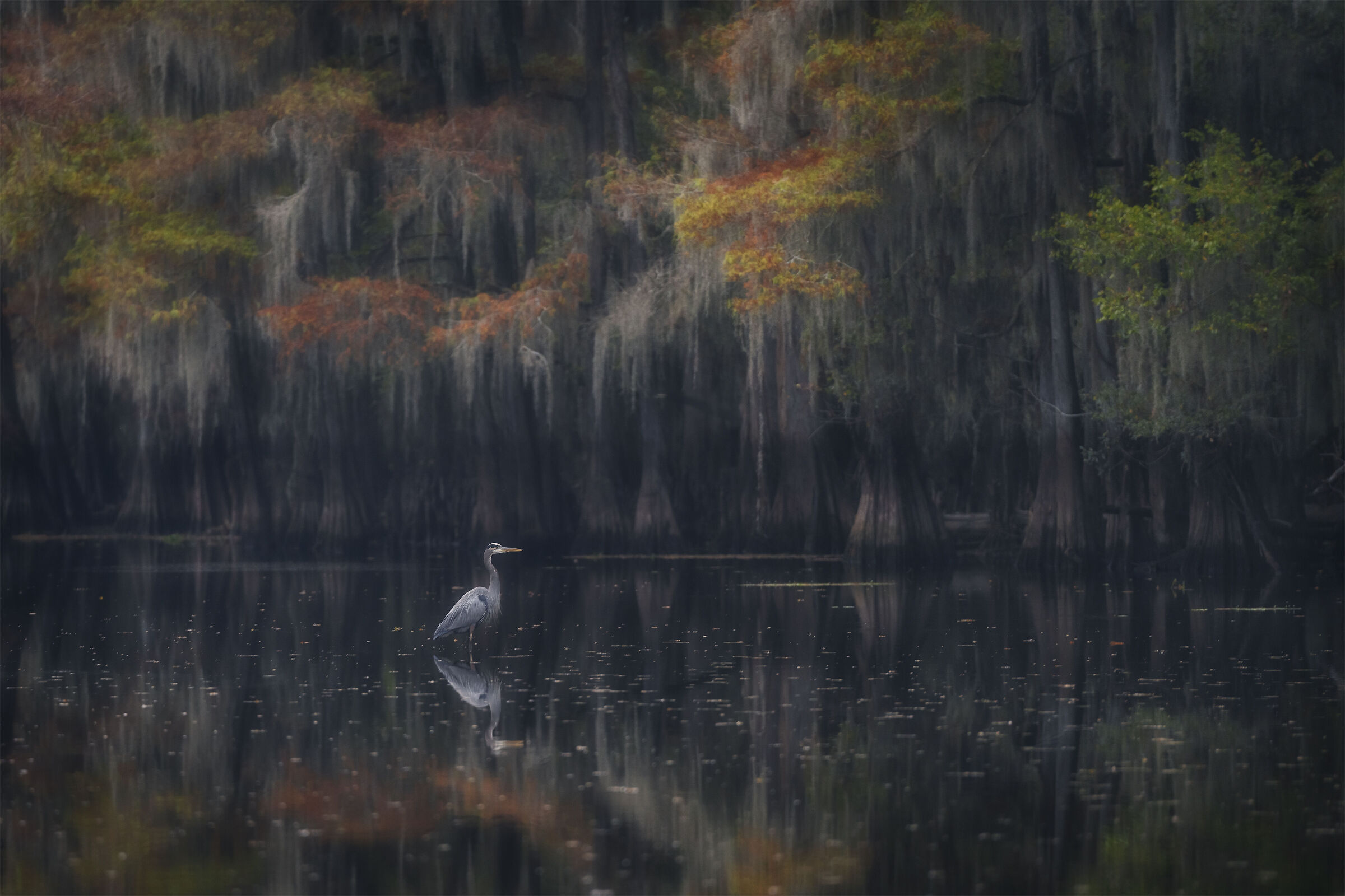 Great Blue Heron