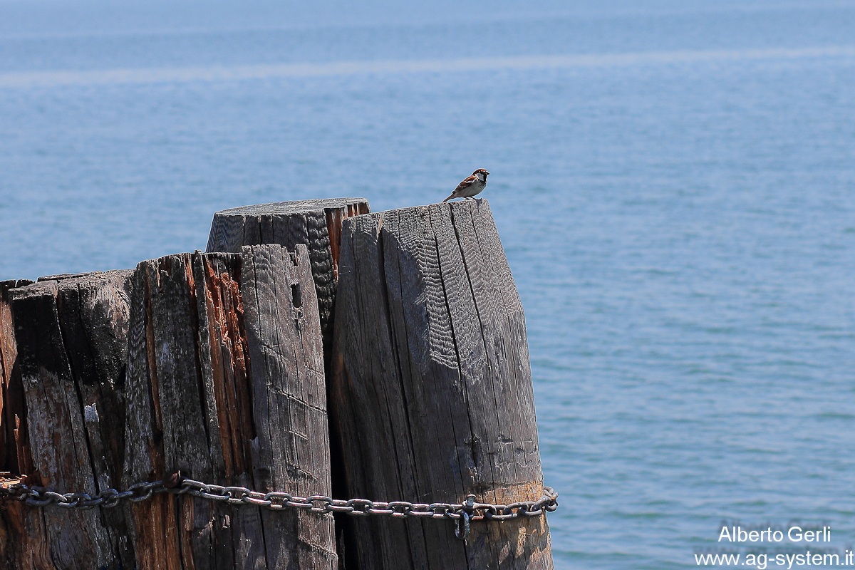 Prova del Canon EF 85 f/1,8