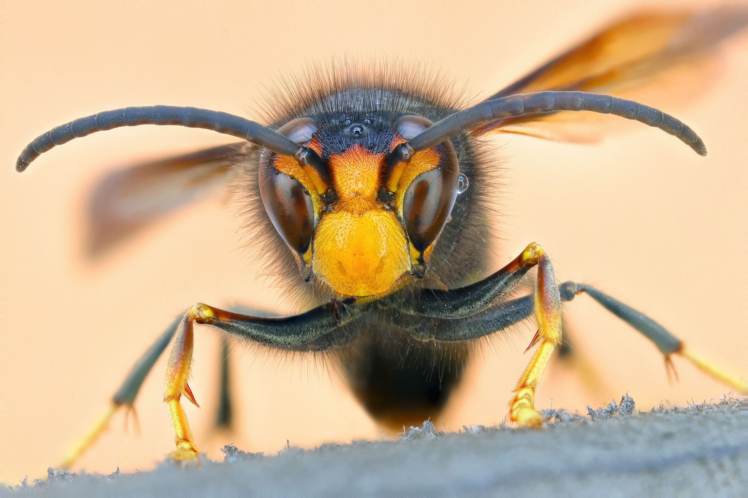 Vespa velutina