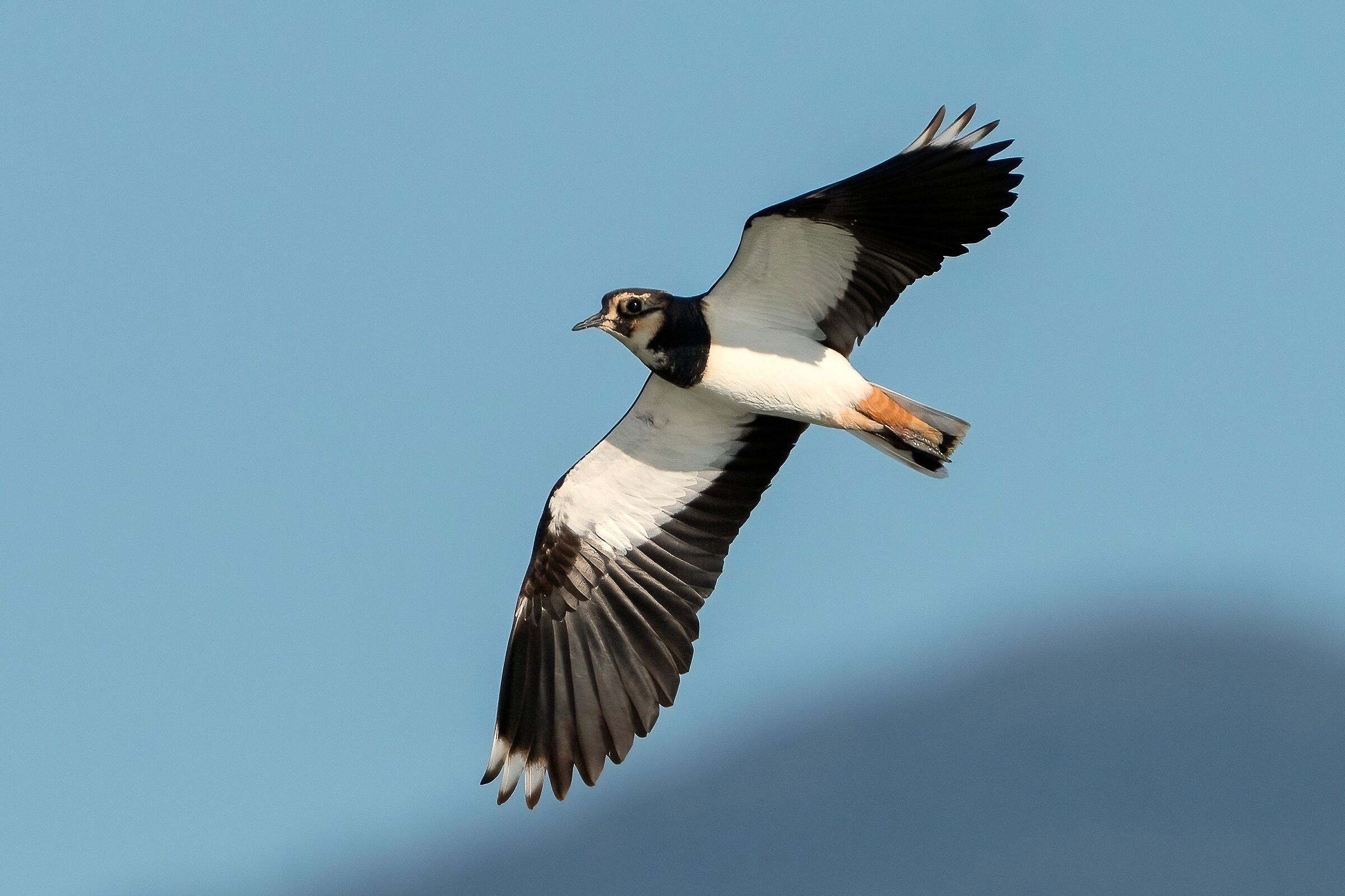 Lapwing (Vanellus vanellus)