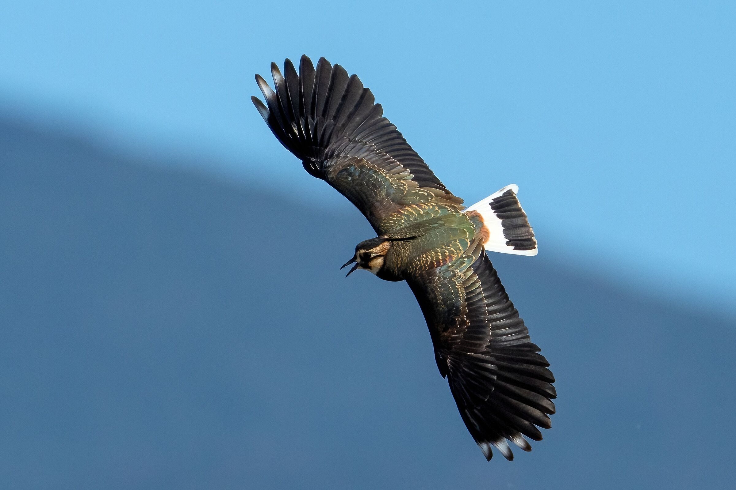 Lapwing (Vanellus vanellus)
