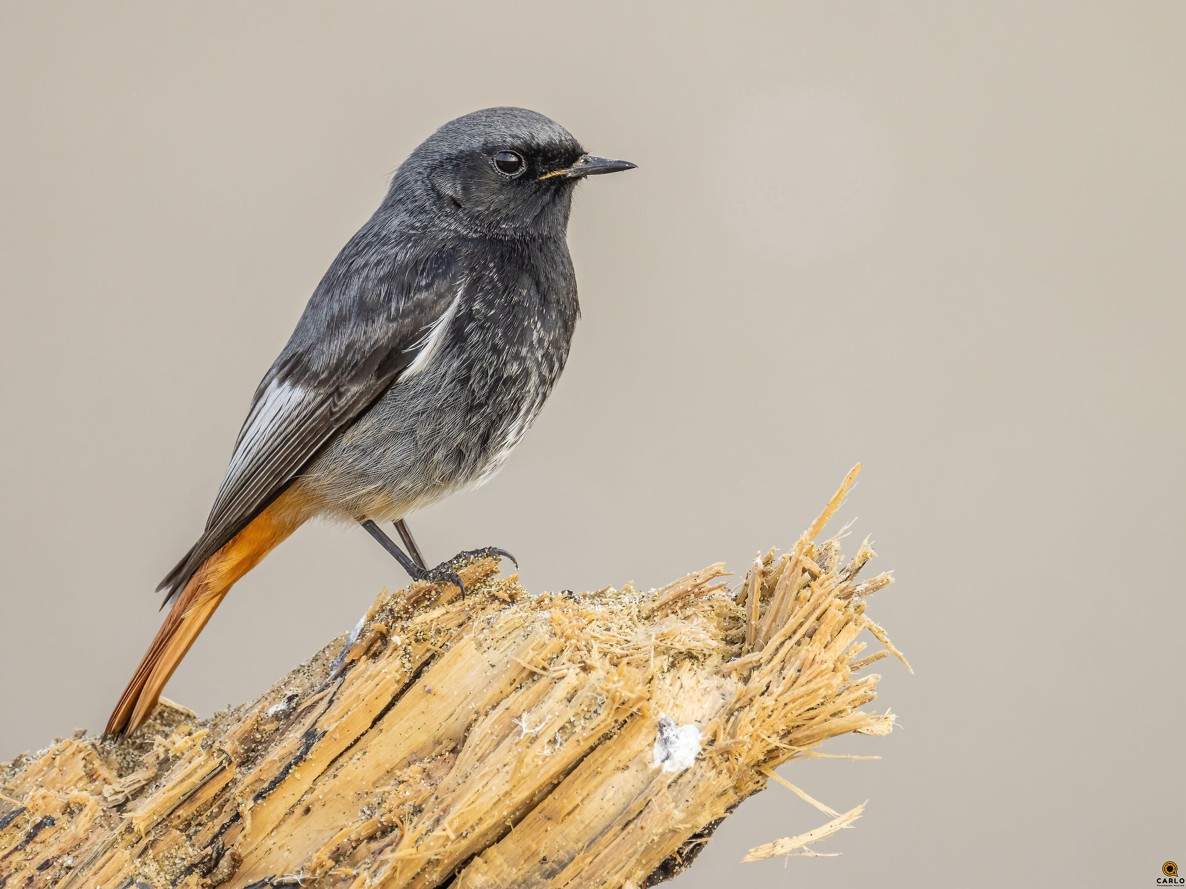 Spazzacamino in posa