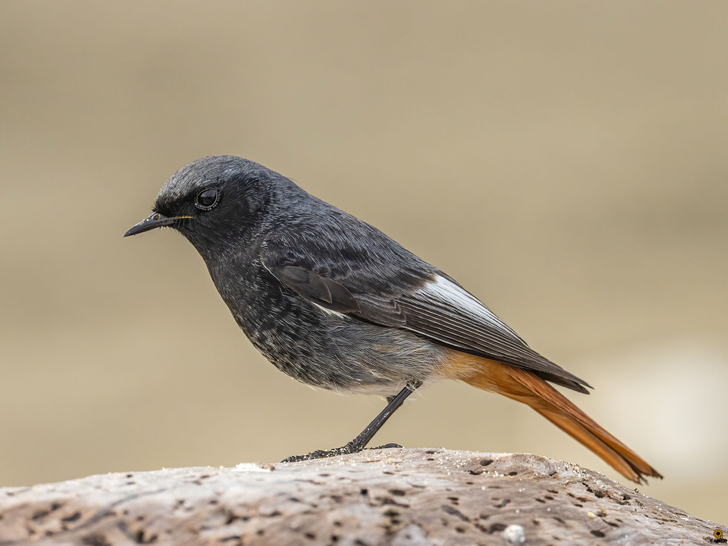 Spazzacamino in posa