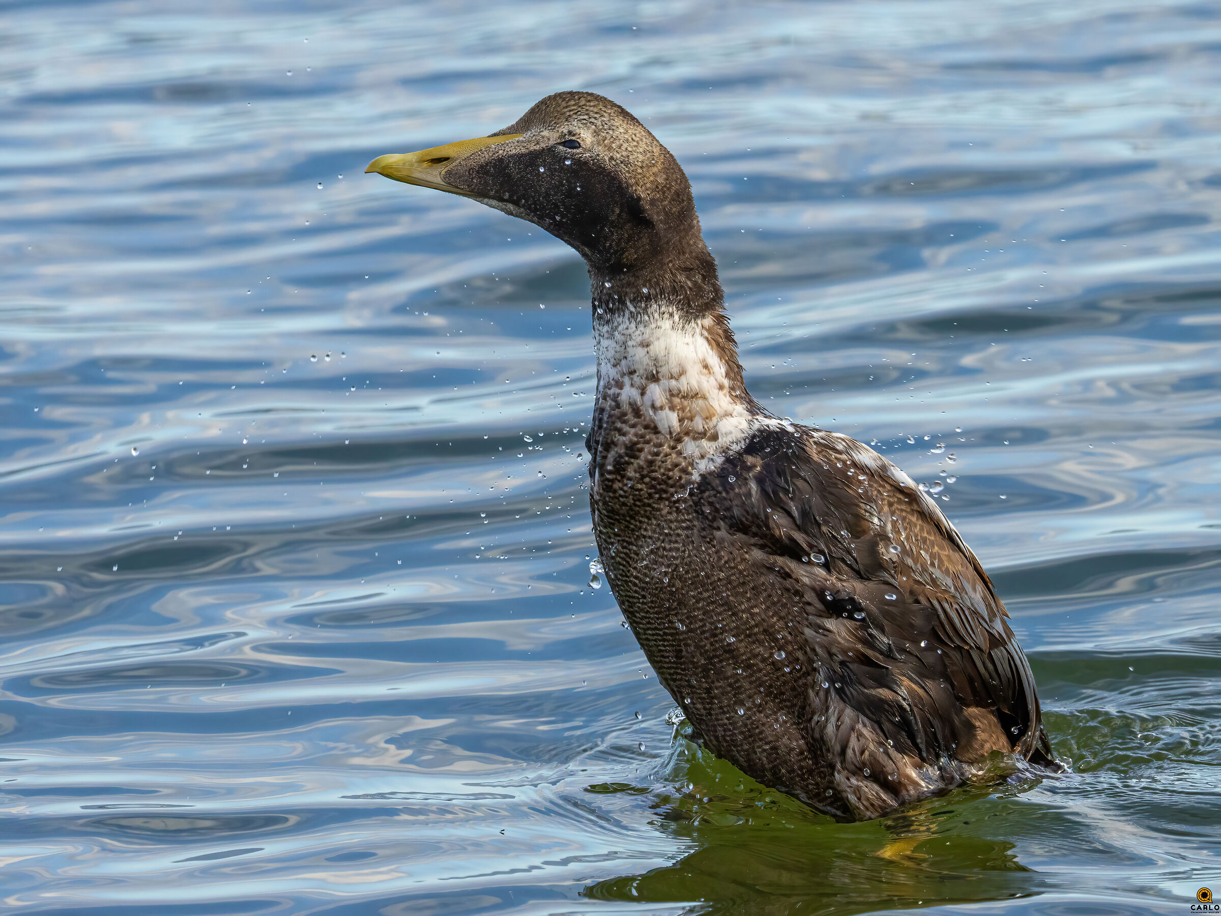 Edredone molto confidente