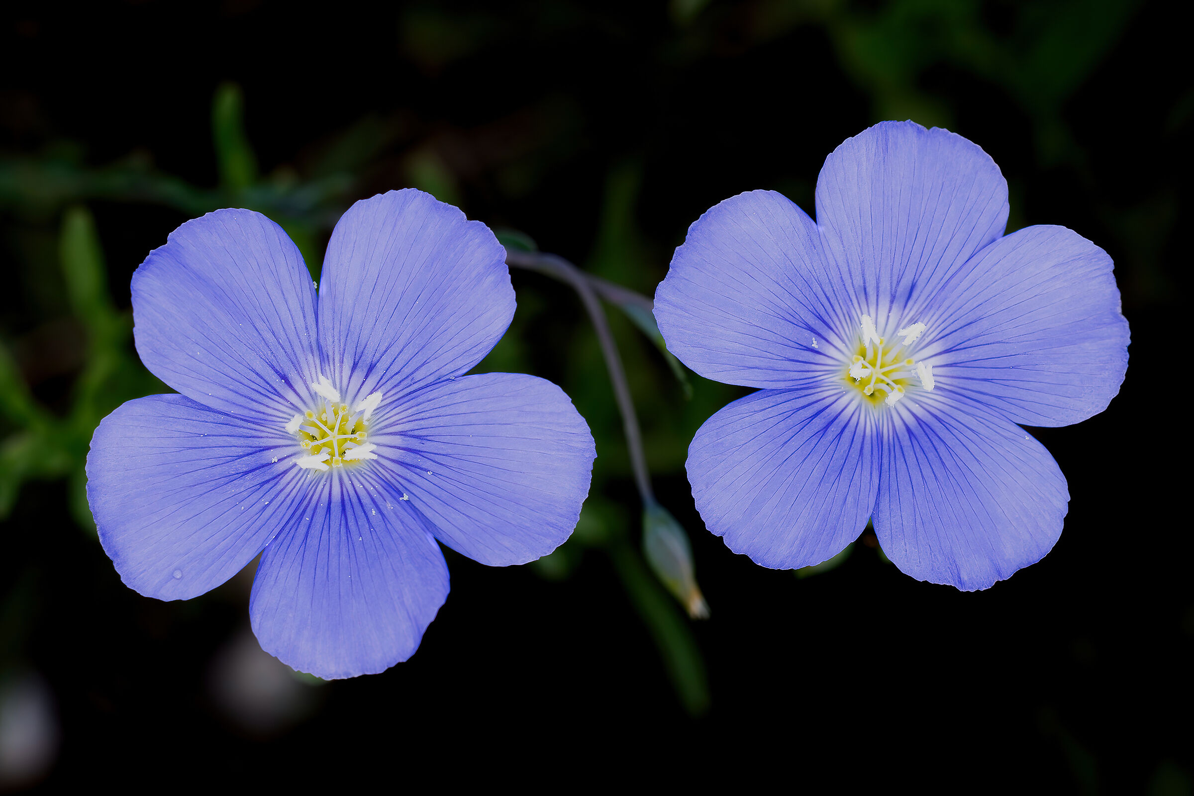 Linum sp. z o.o.