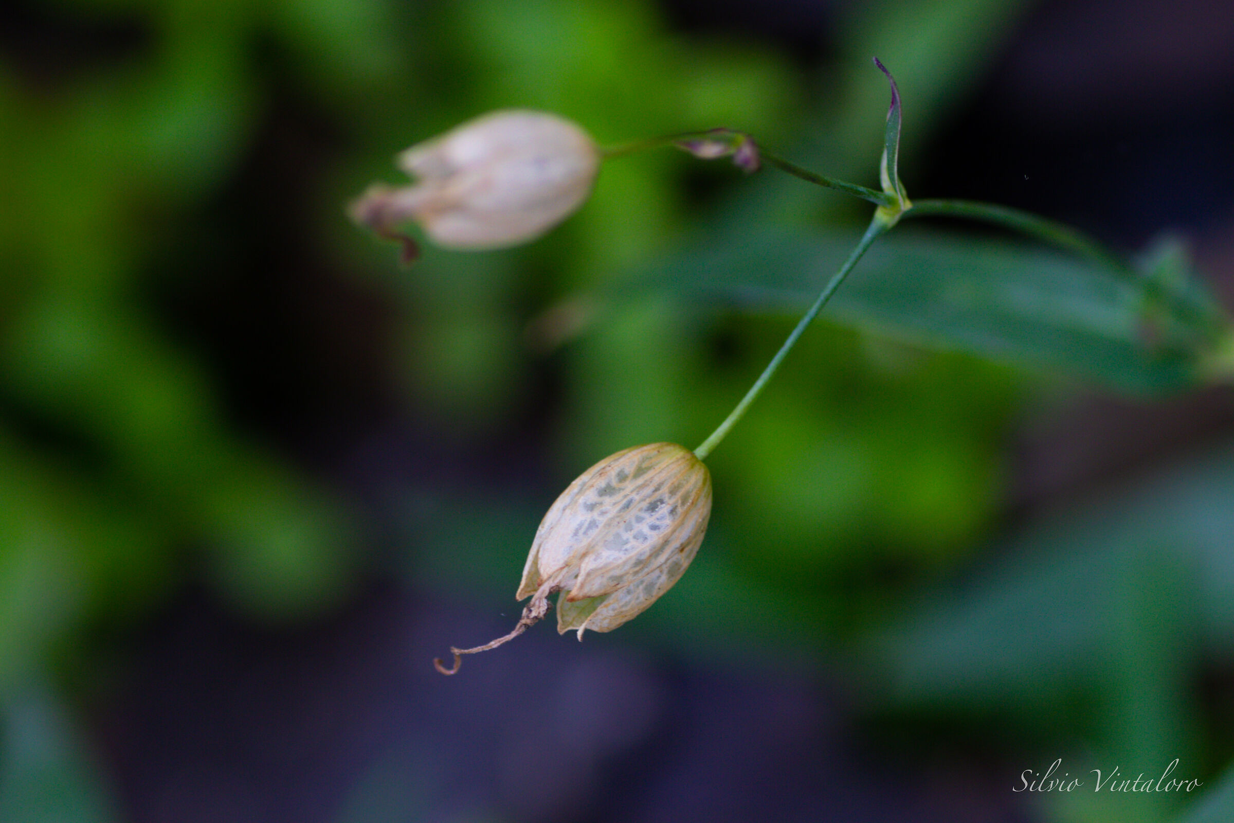 Silene vulgaris