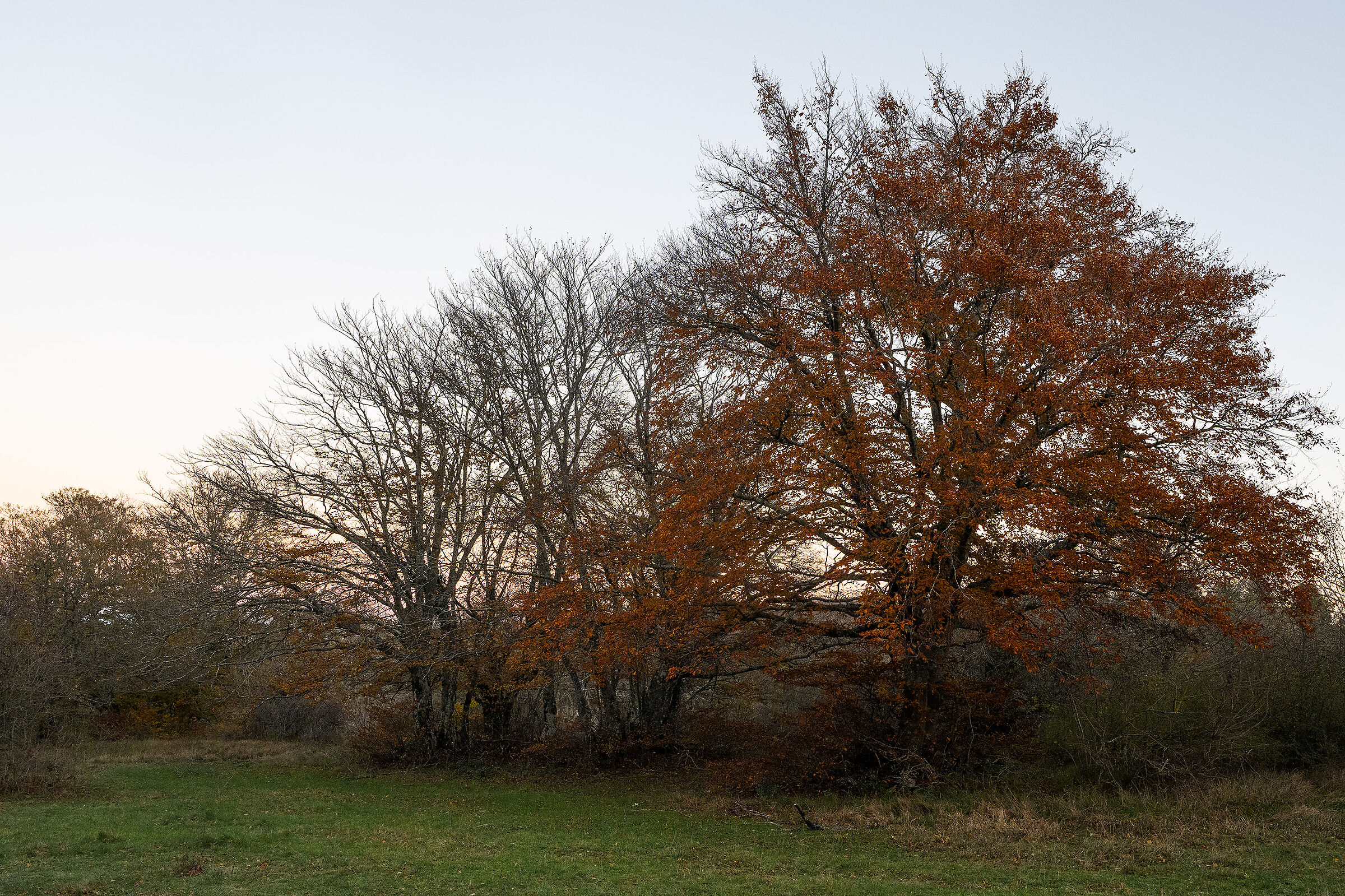 Latest Fall Colors