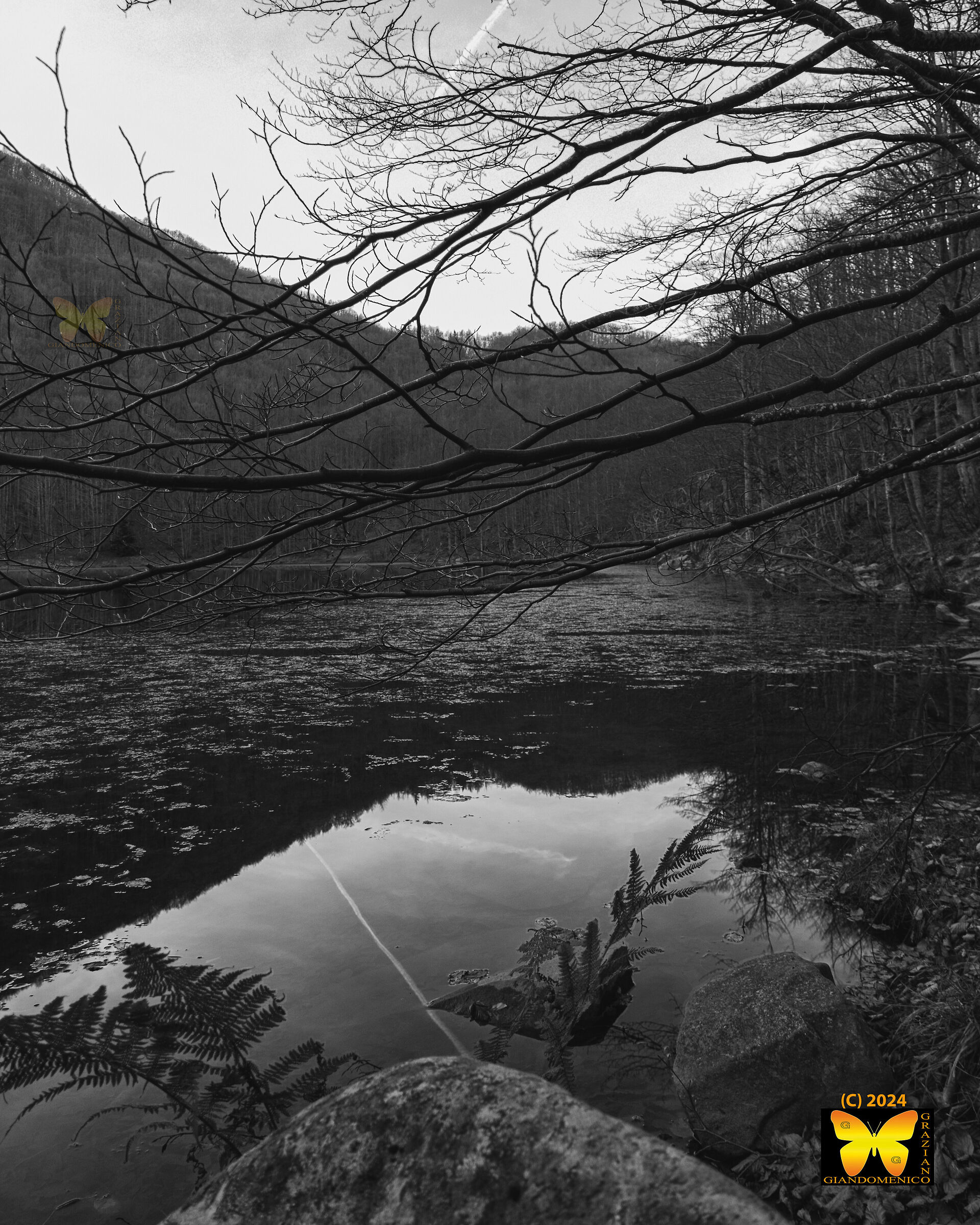 Untitled Photo