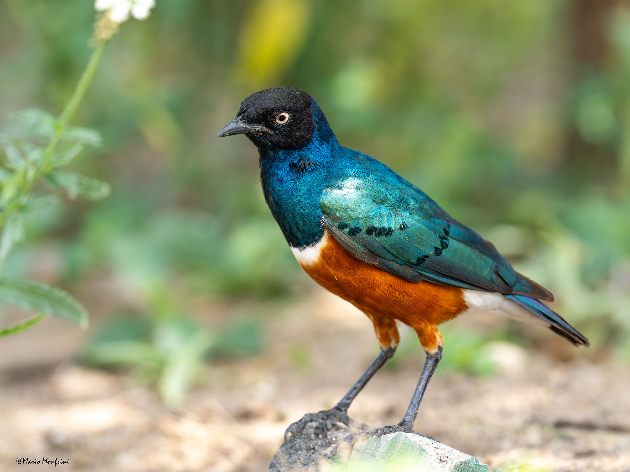 Superb starling