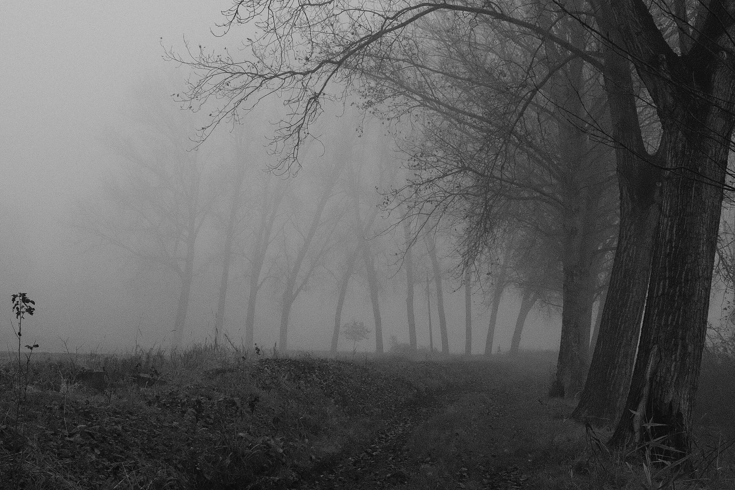 All'alba nella nebbia