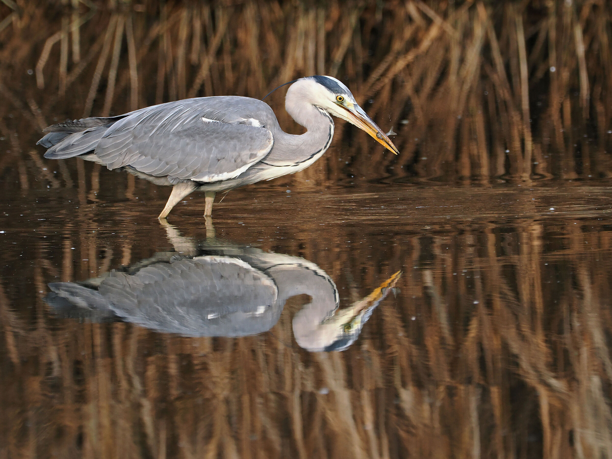 The grey with the fish