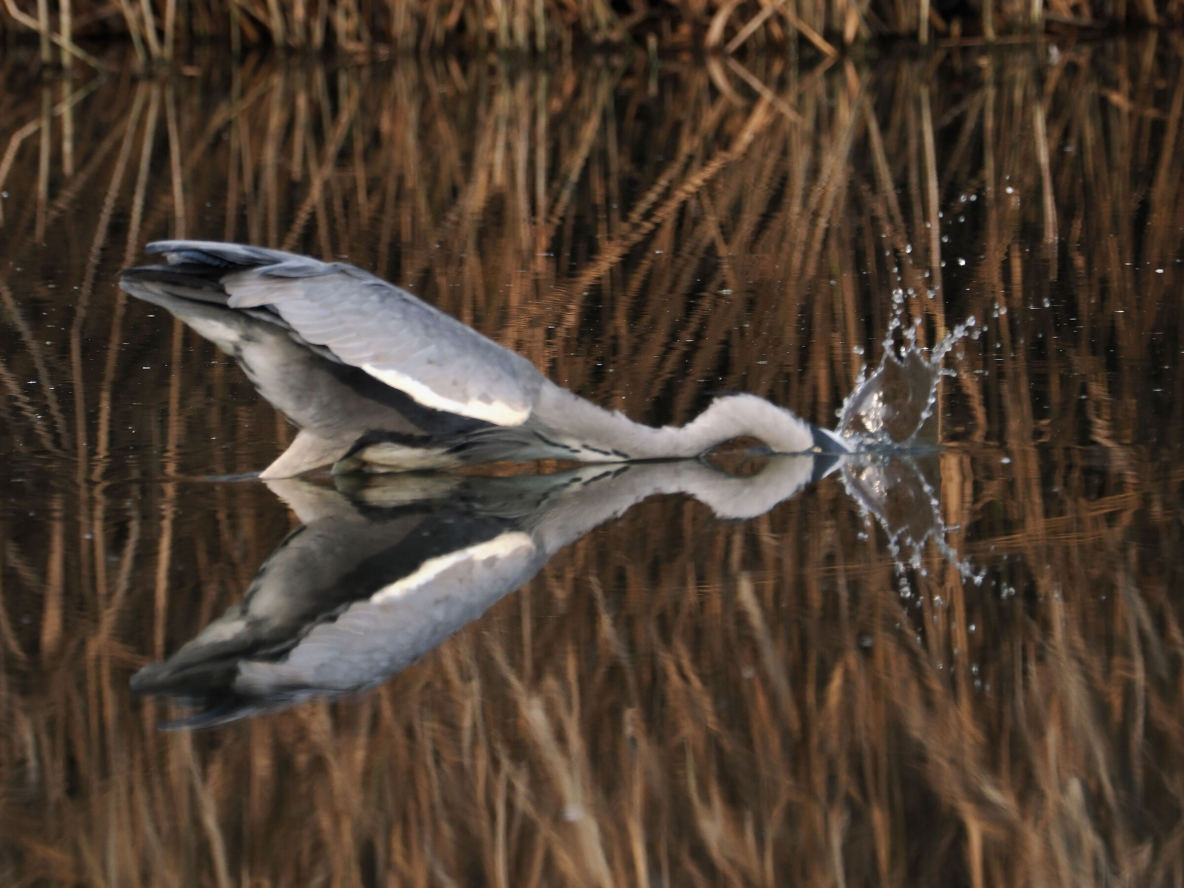 The capture