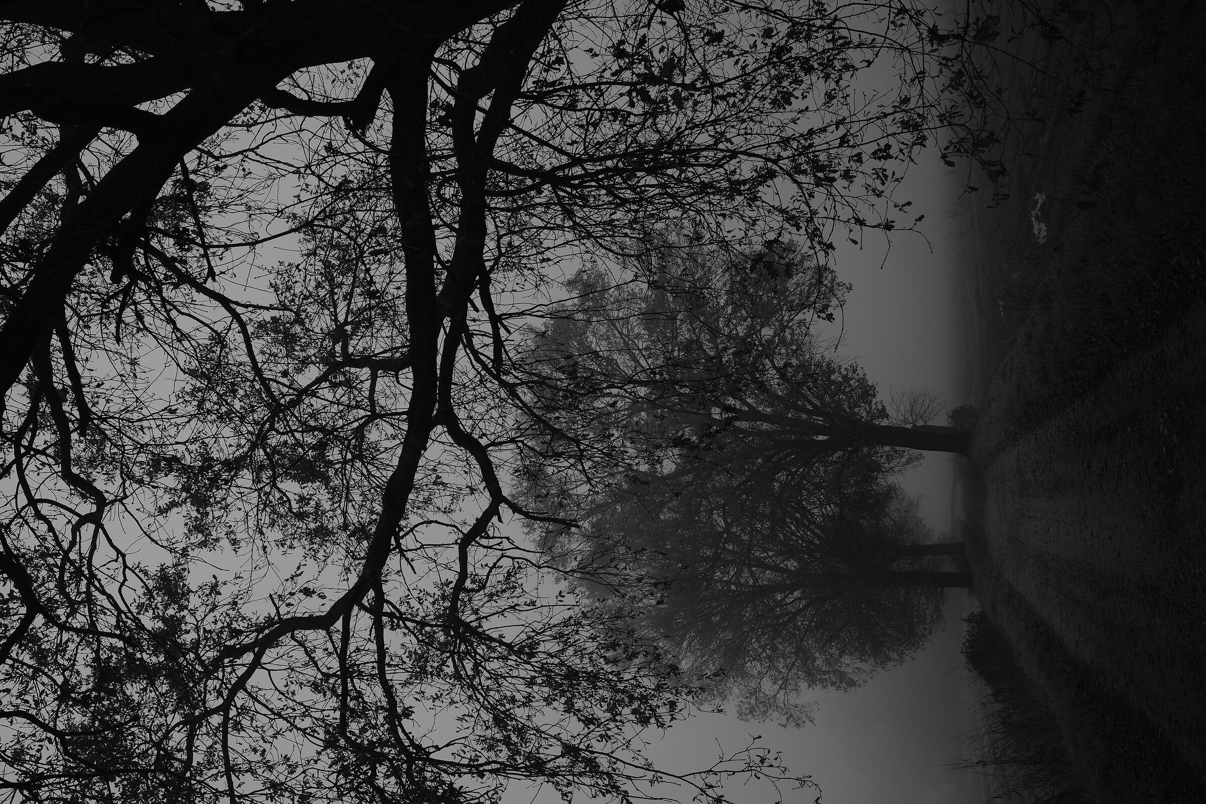 All'alba nella nebbia