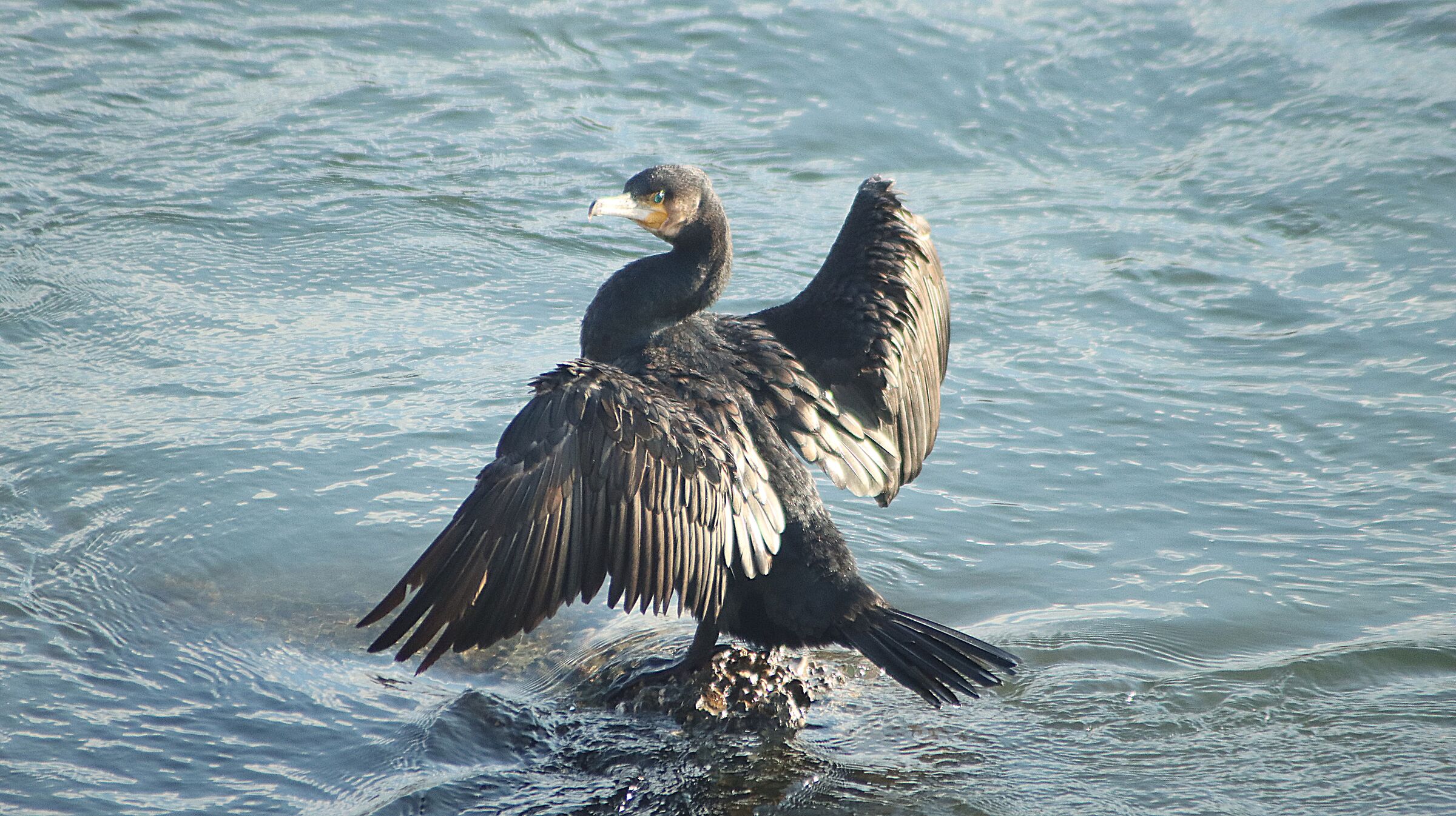 Cormorant dries in the sun