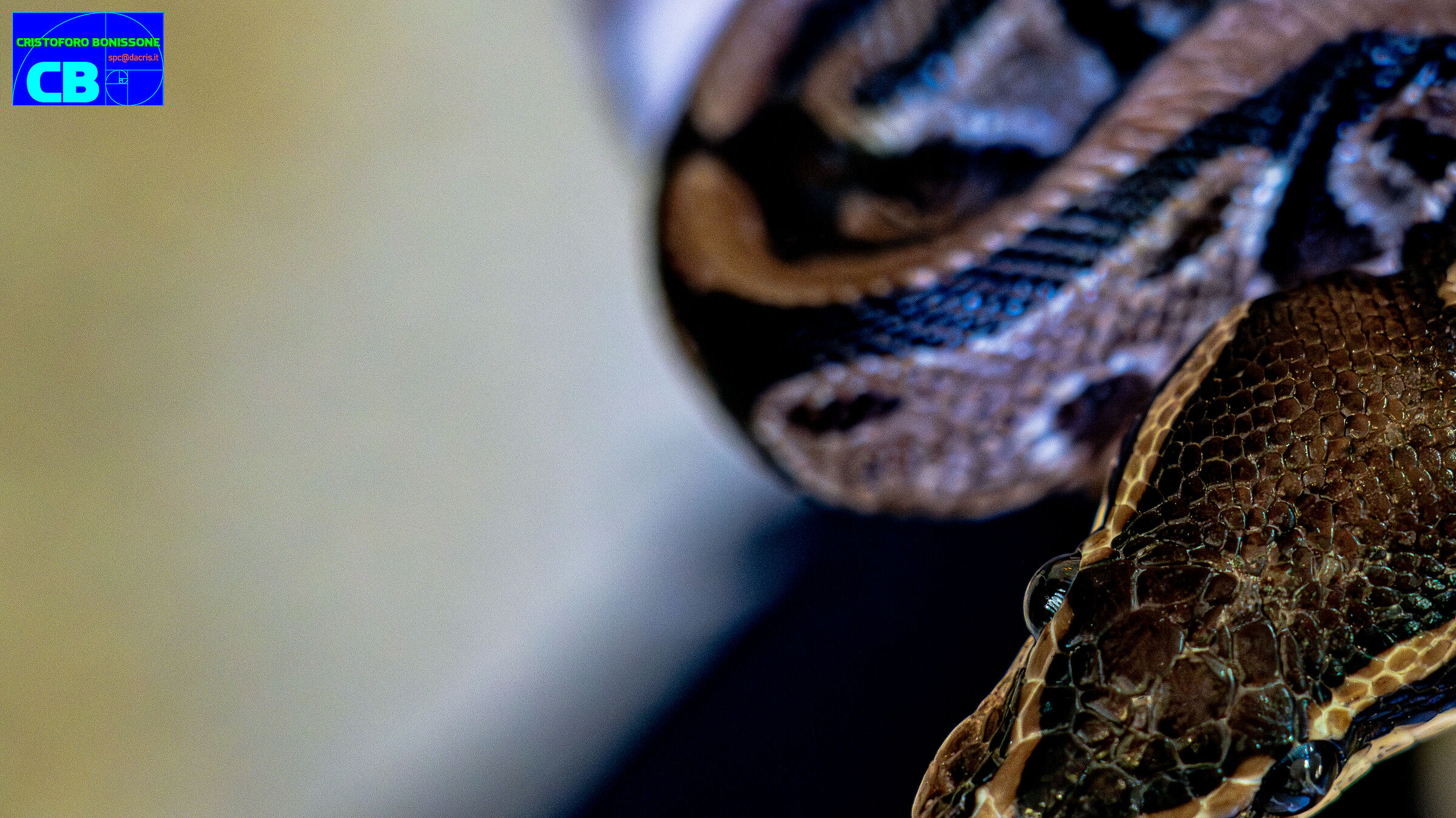 Royal Python (Z00 D'Abruzzo)