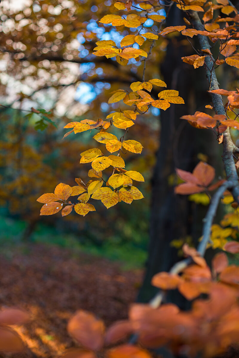 Si sta come d'autunno