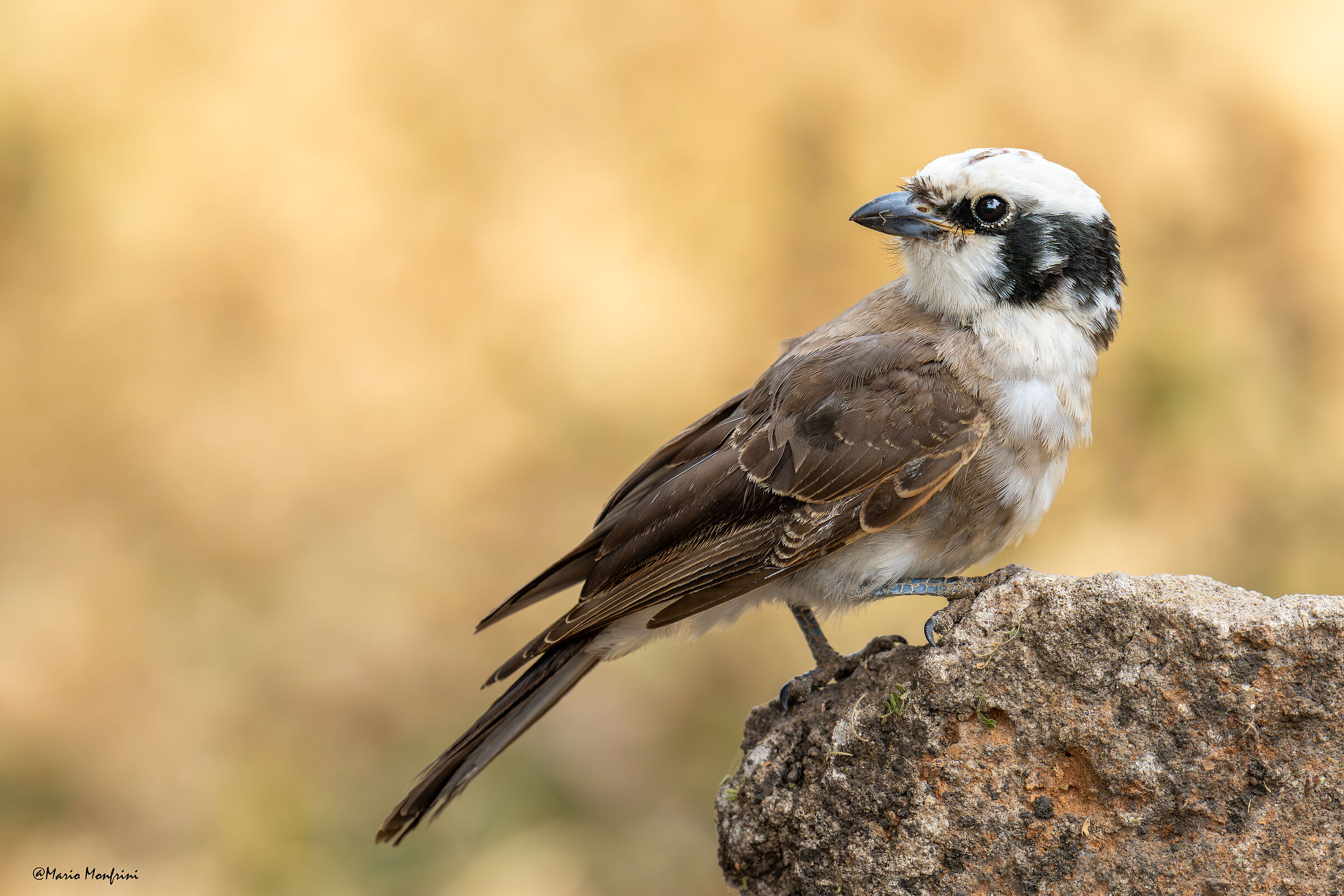 White - fronted shrikes