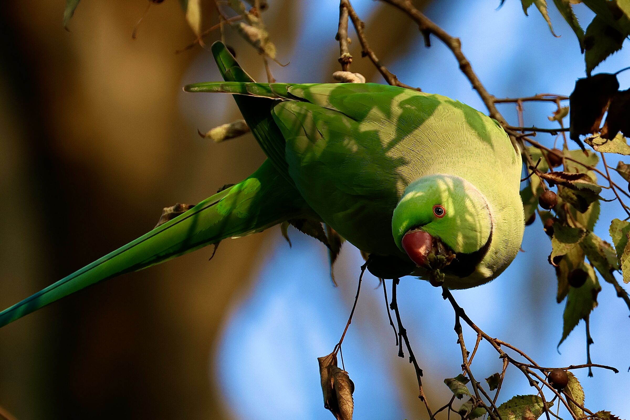 Collared parakeet