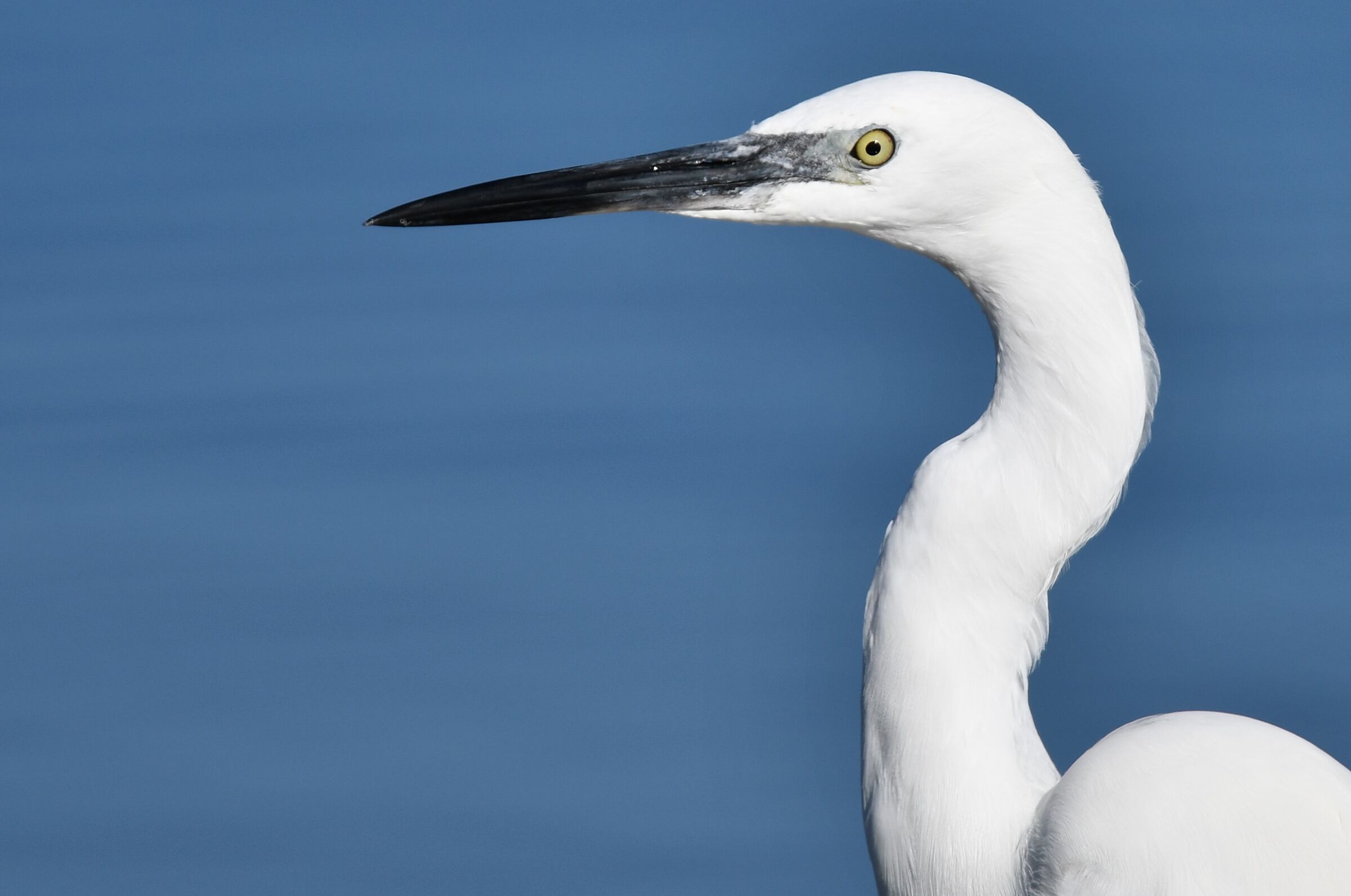 Heron profile. Porto Botte (South Sardinia)