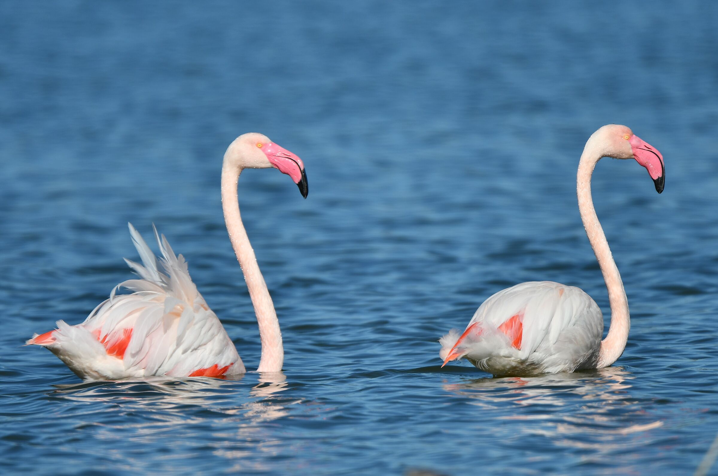 Flamingoes. Porto Botte (South Sardinia)
