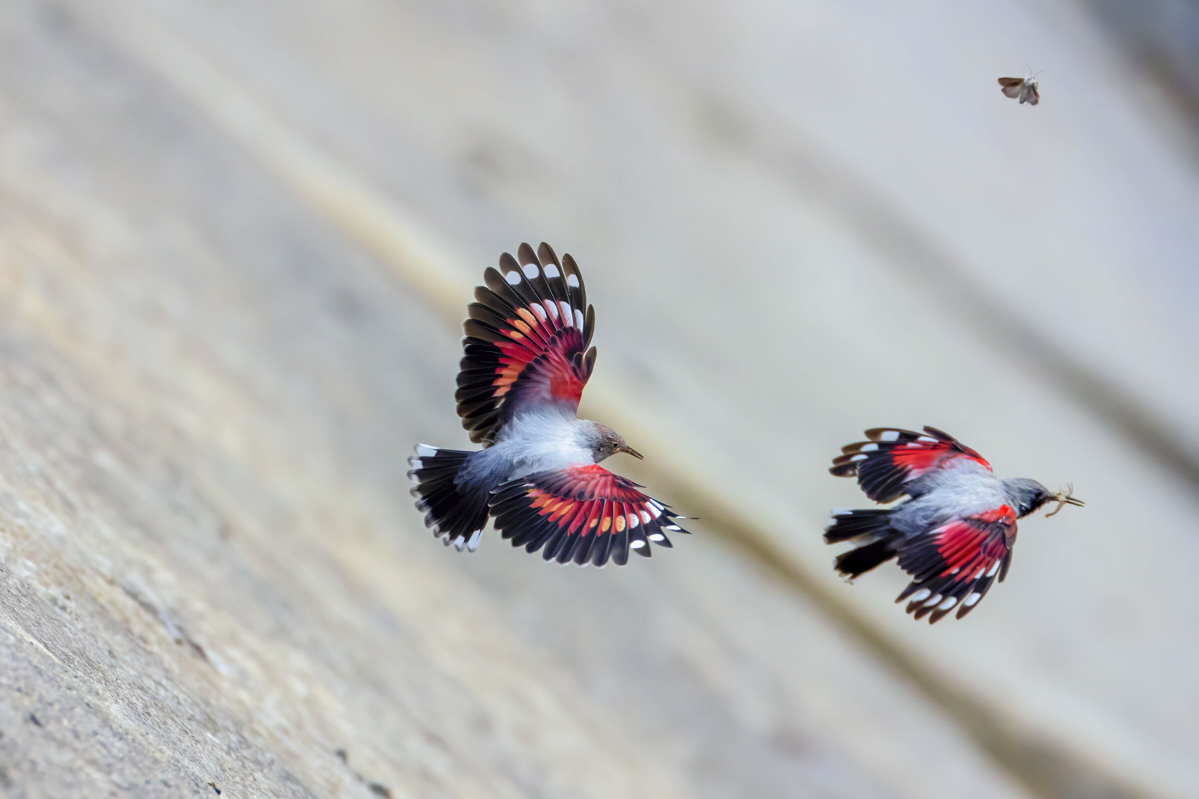 Wallcreepers and moths