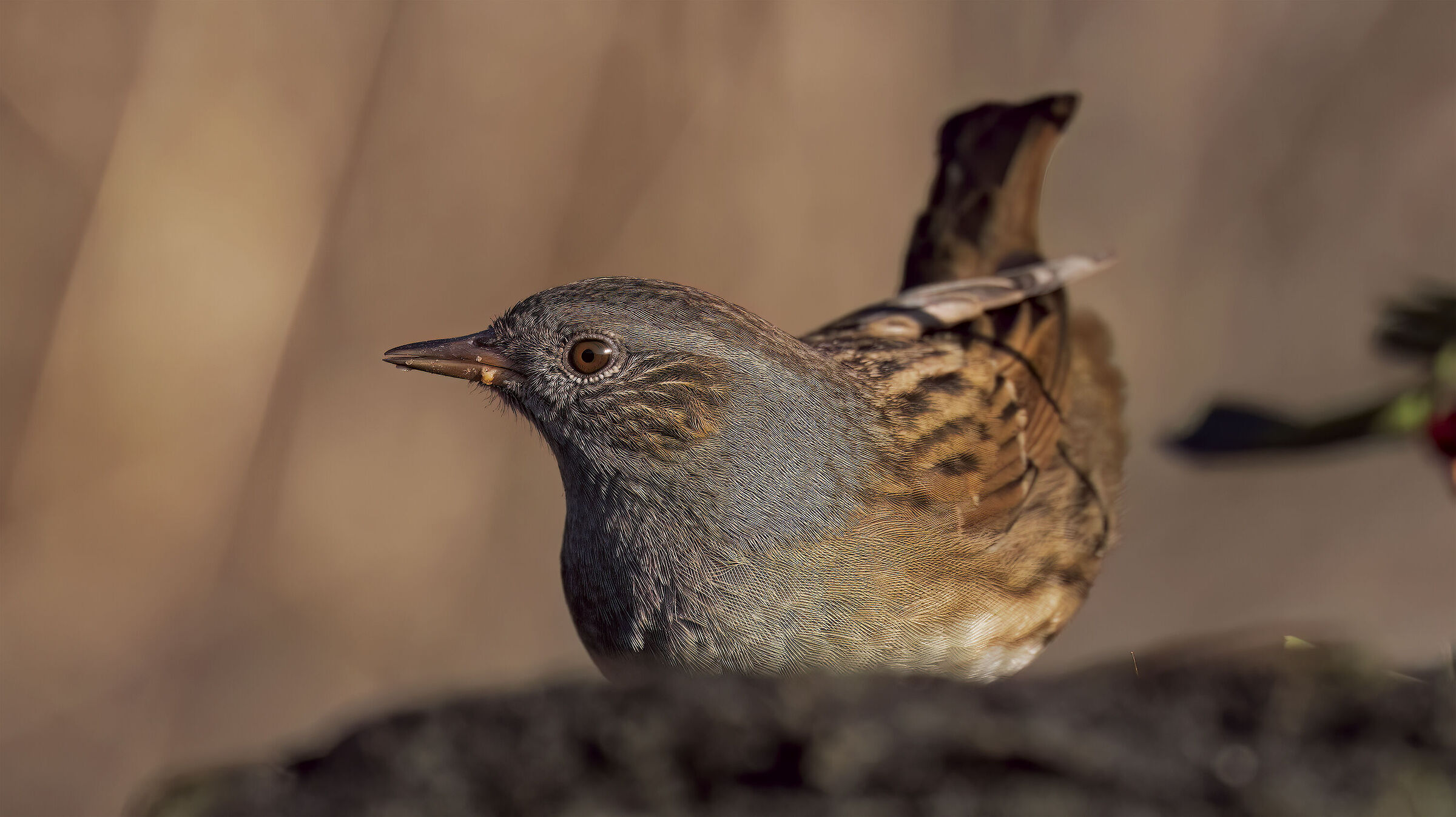 Passerotta scopereccia