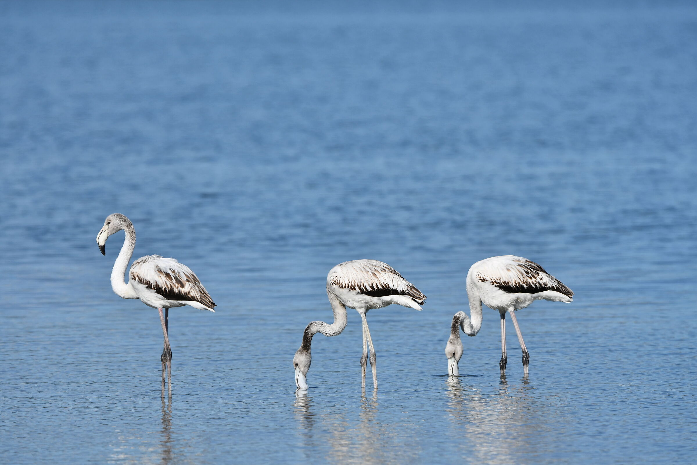 Young flamingos. Gulf of Palmas (SU)