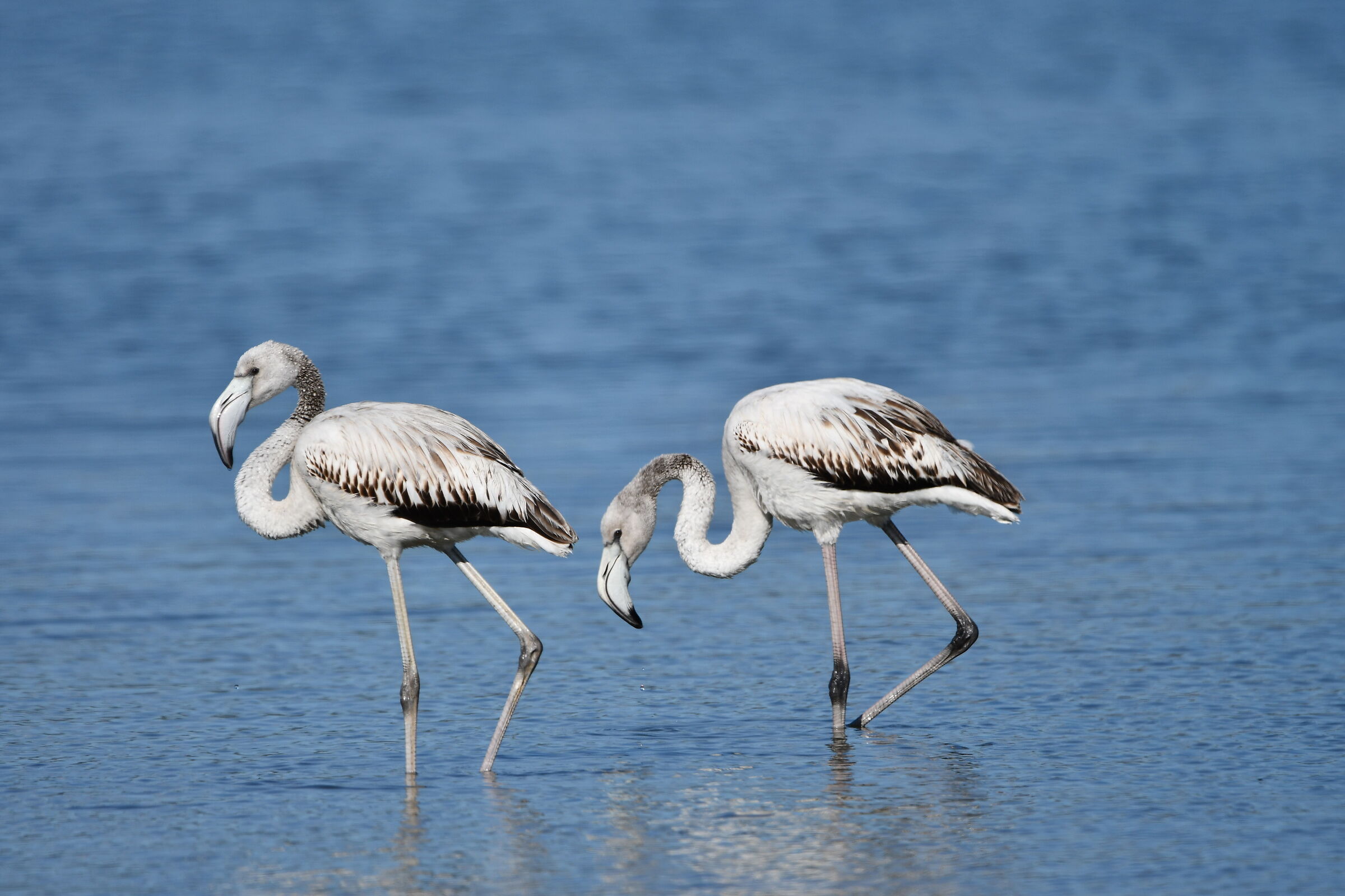 Young flamingos. Gulf of Palmas (SU)