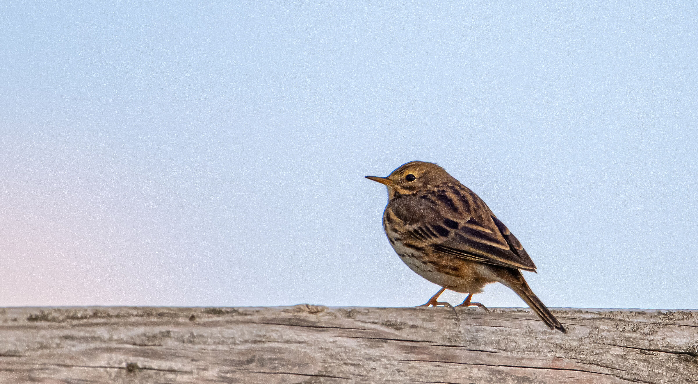Meadow pipit