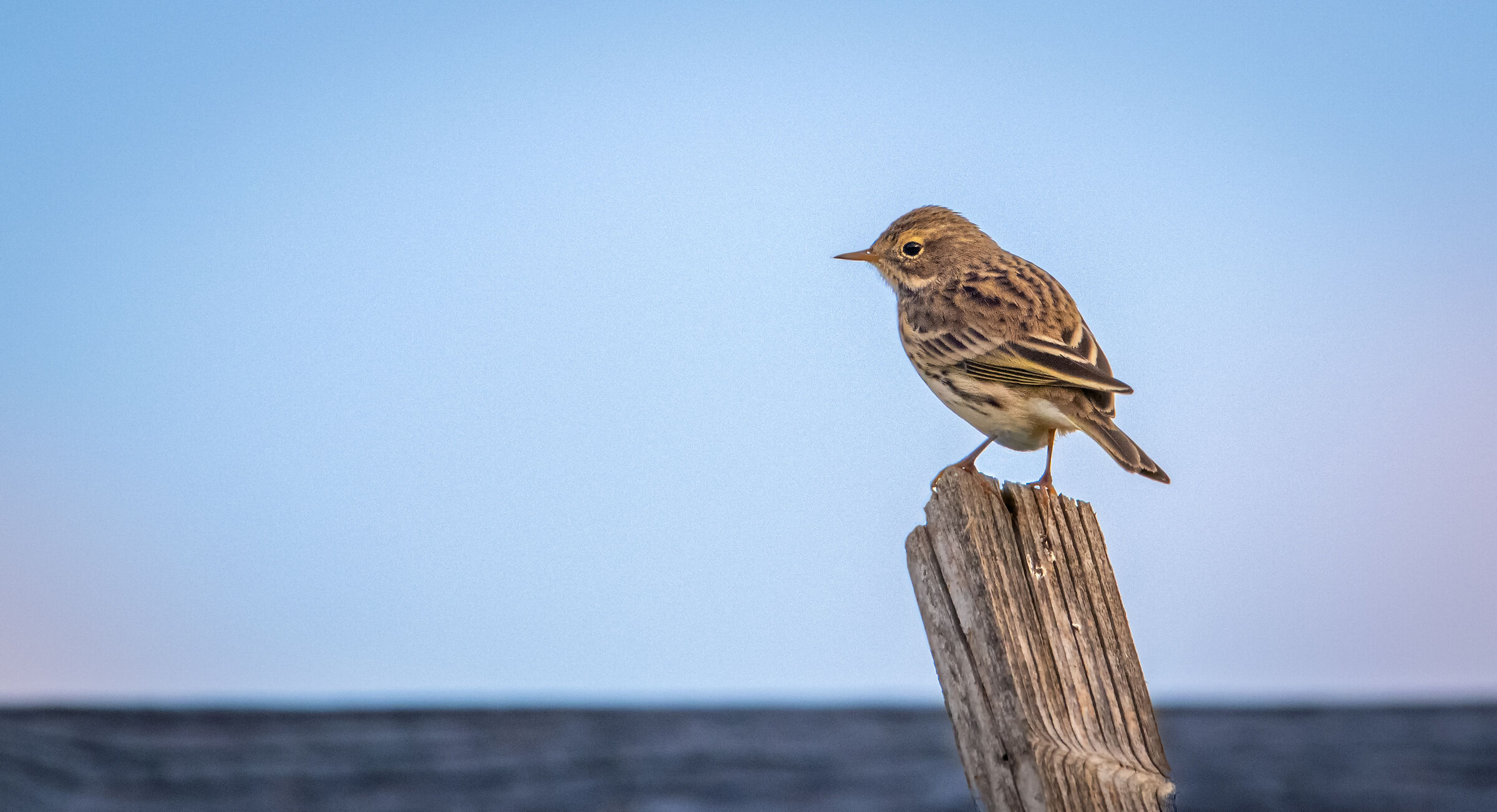 Meadow pipit