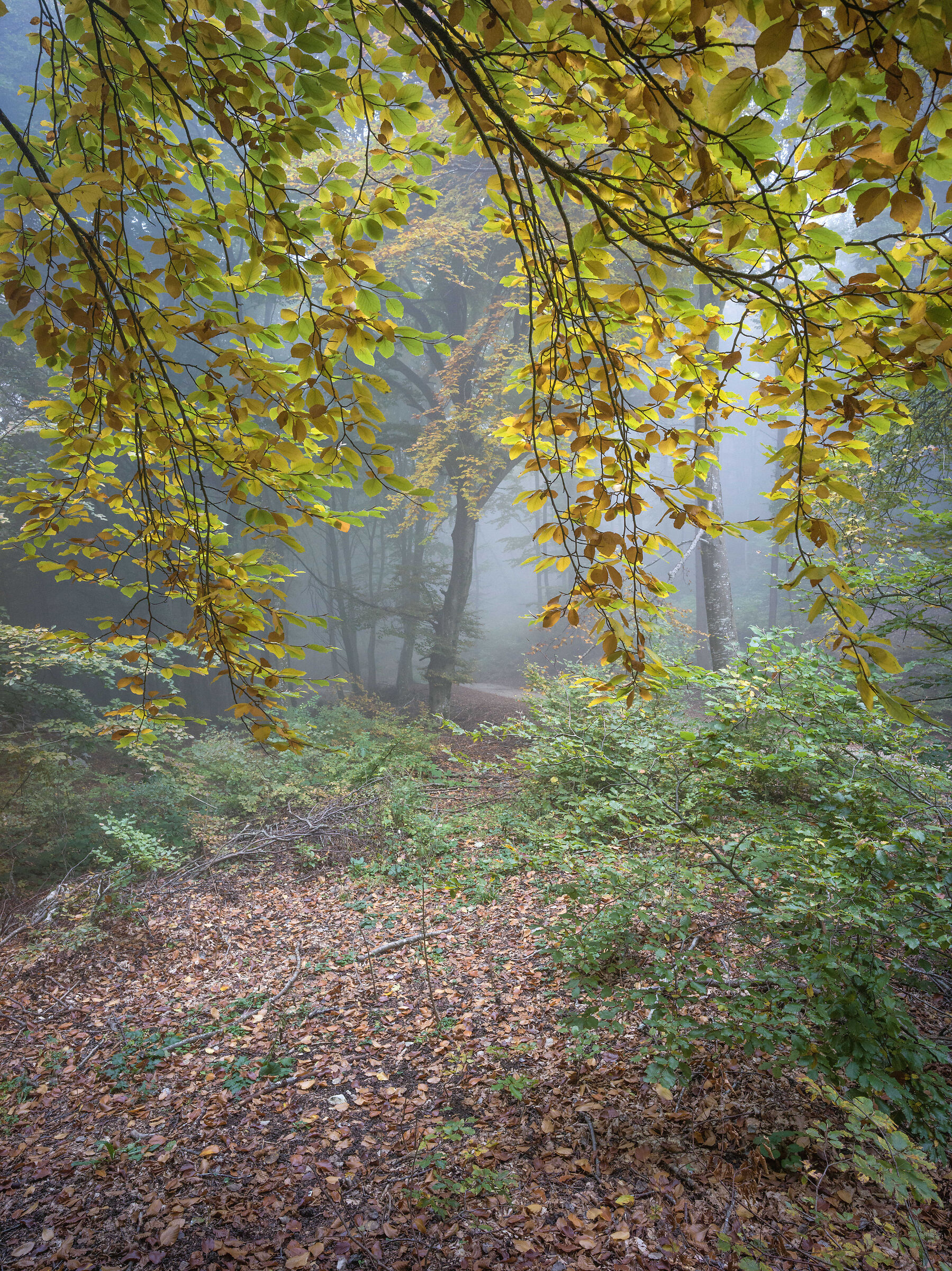 Malga IME - dintorni
