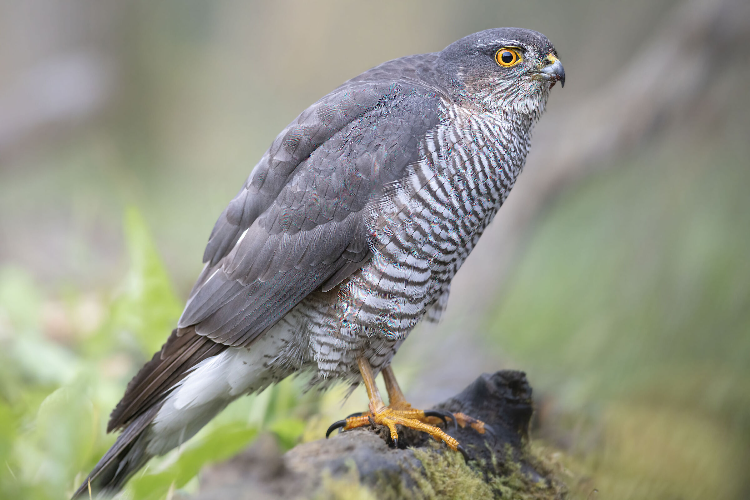 i primi piani dello sparviere