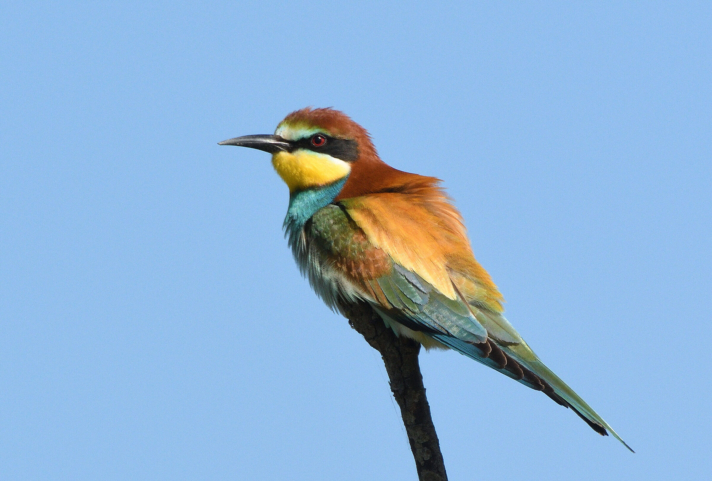 Bee-eater