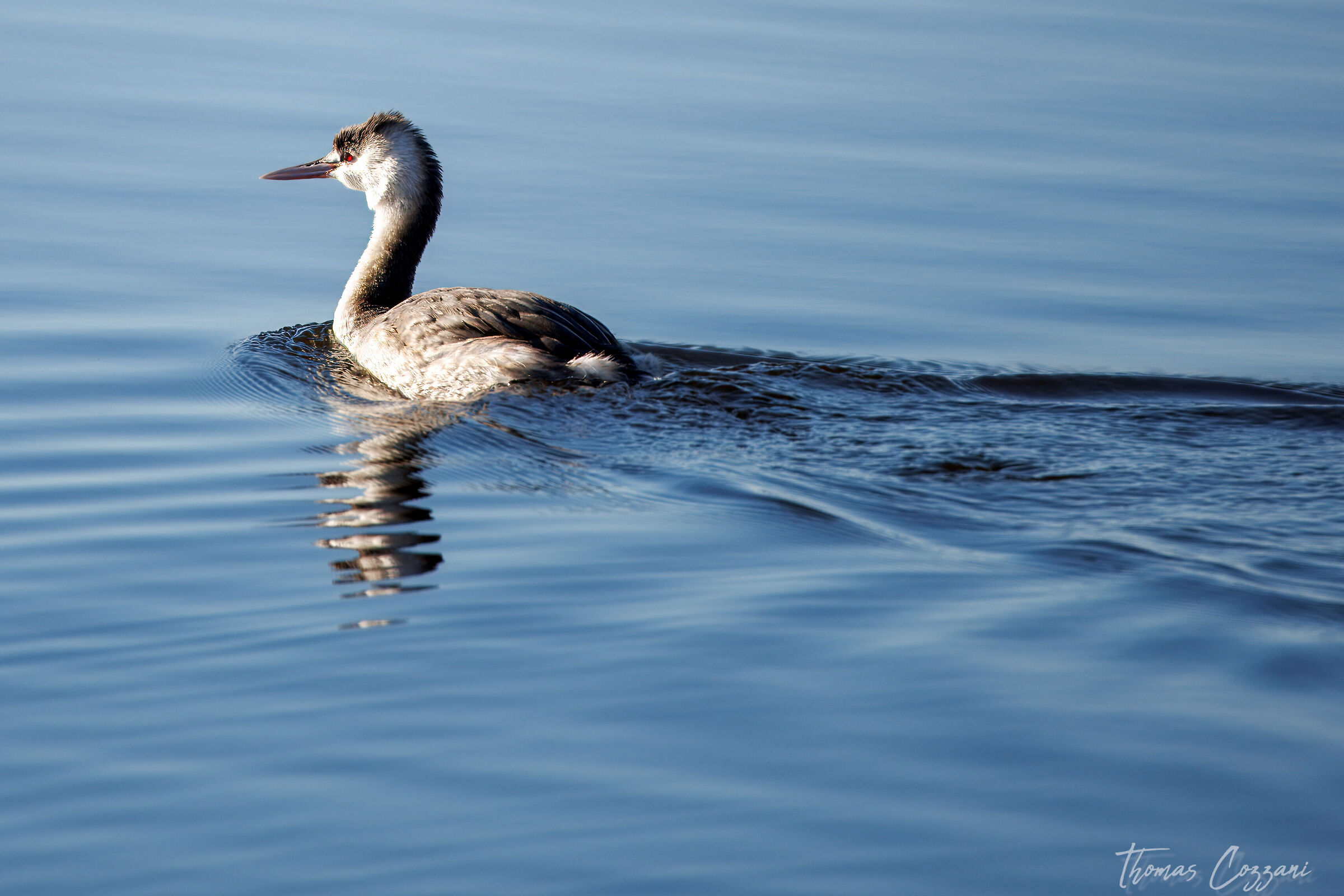 Grebe walking