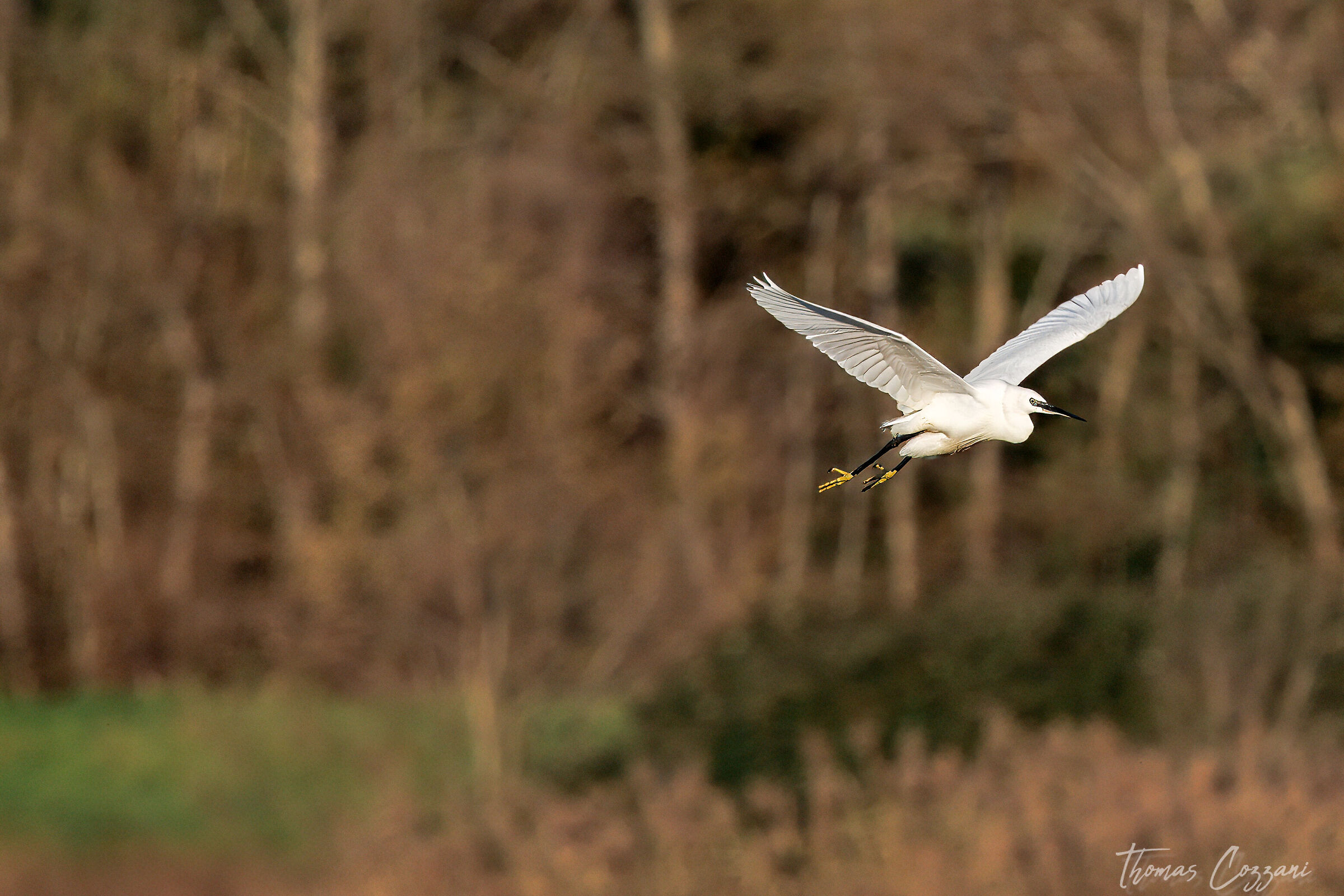 Egret