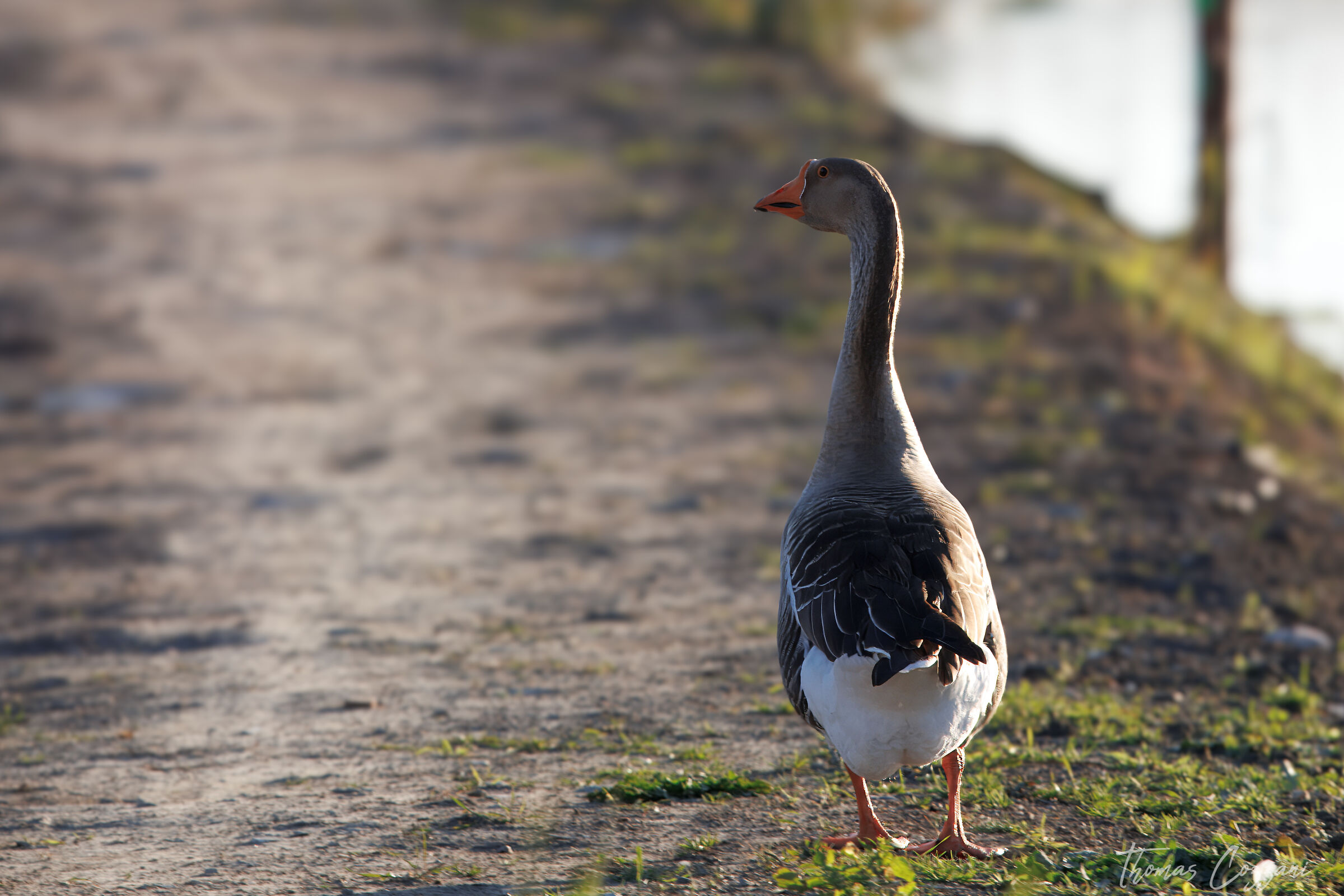Adelina The Wild Duck