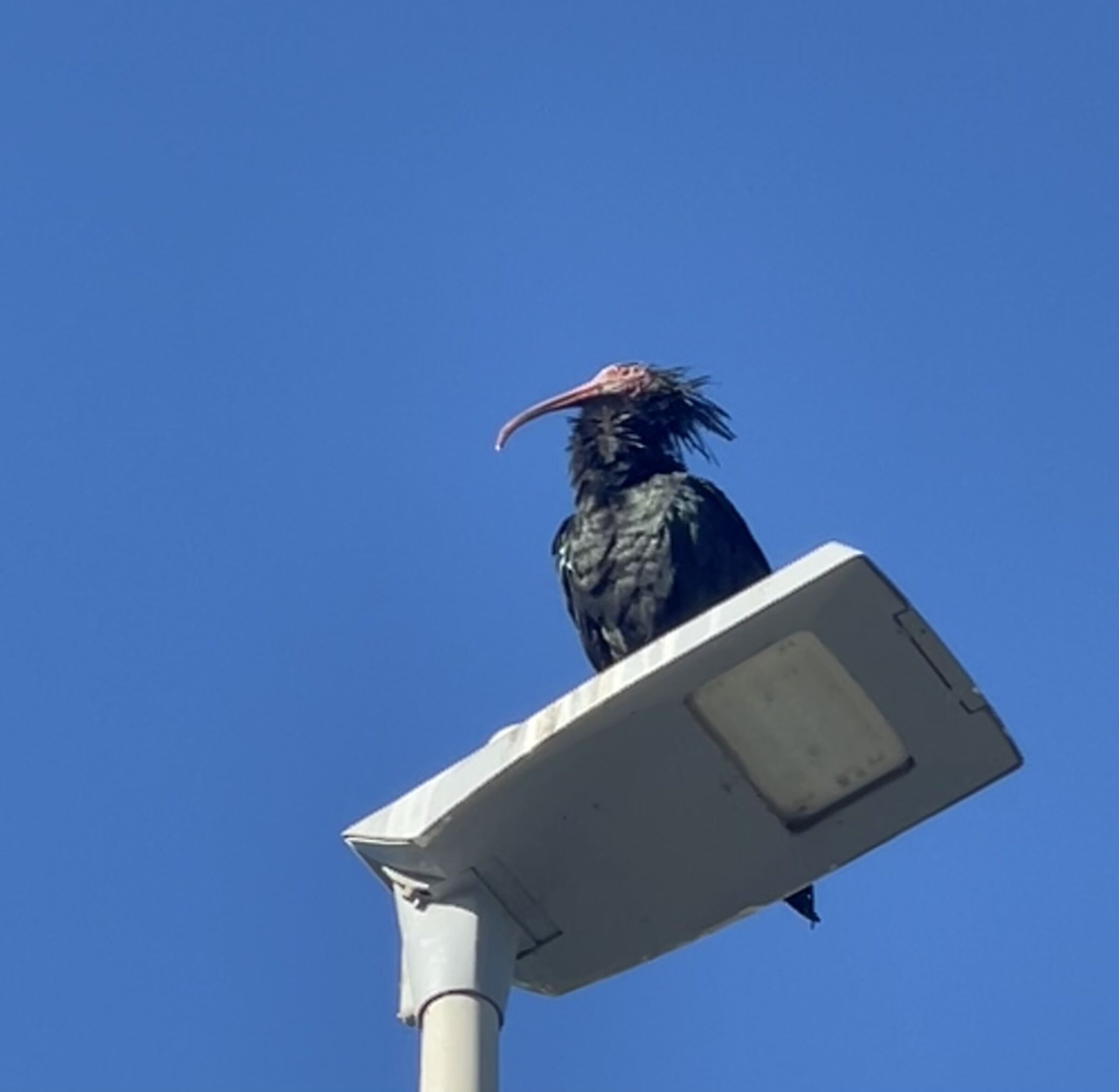 IBIS Solitaire