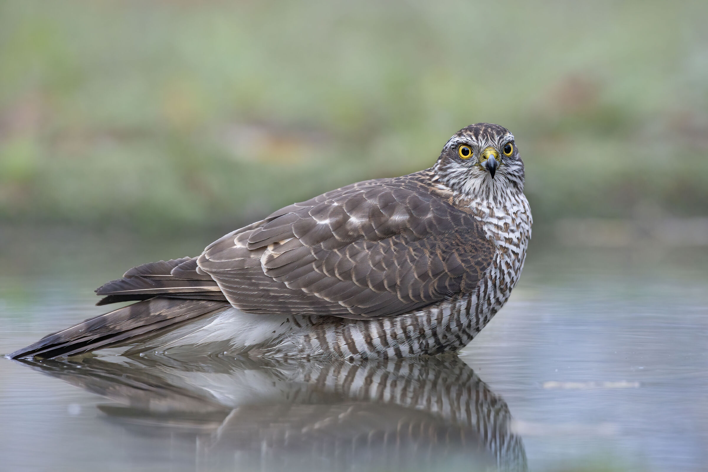 sparviere giovane