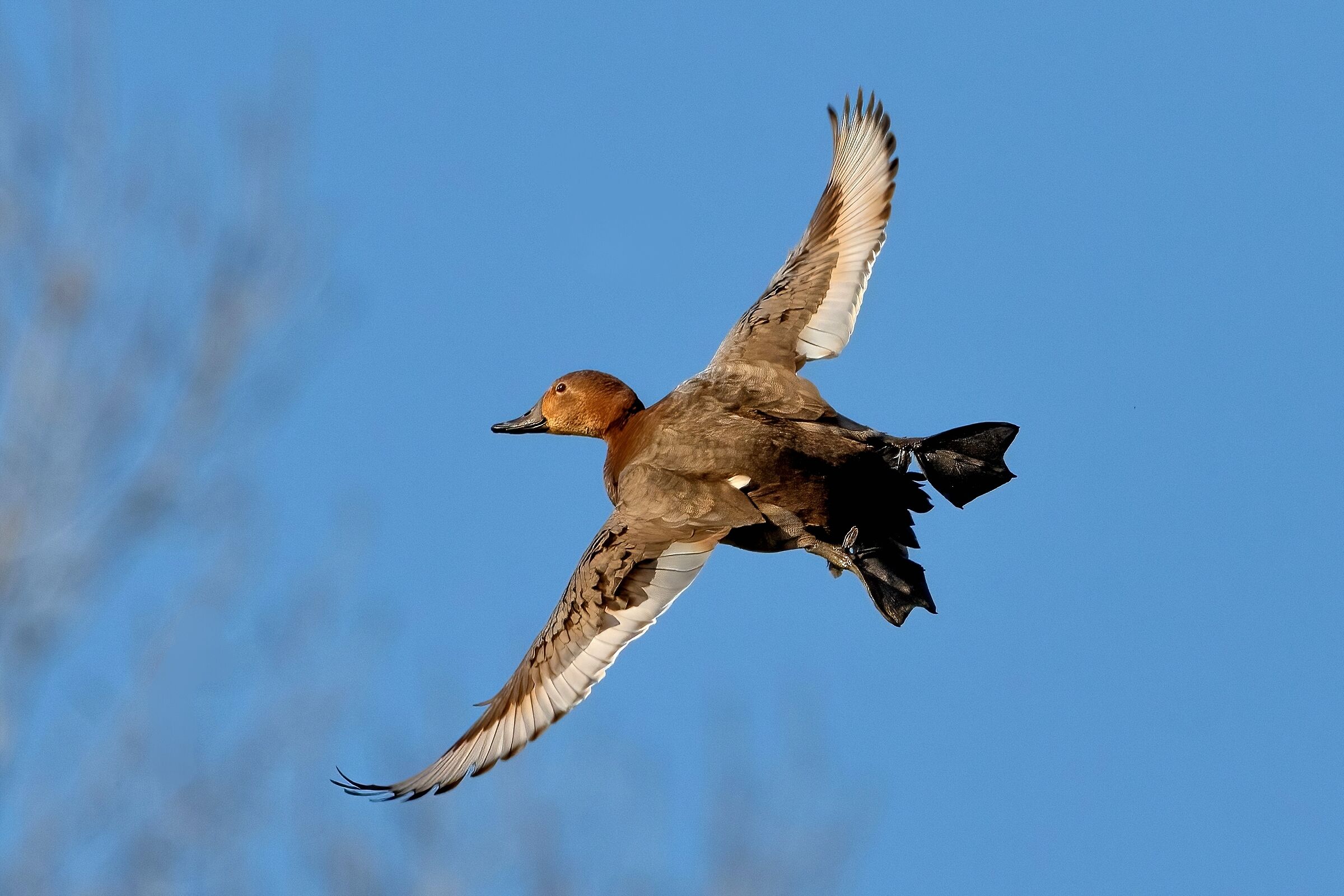 Common pochard