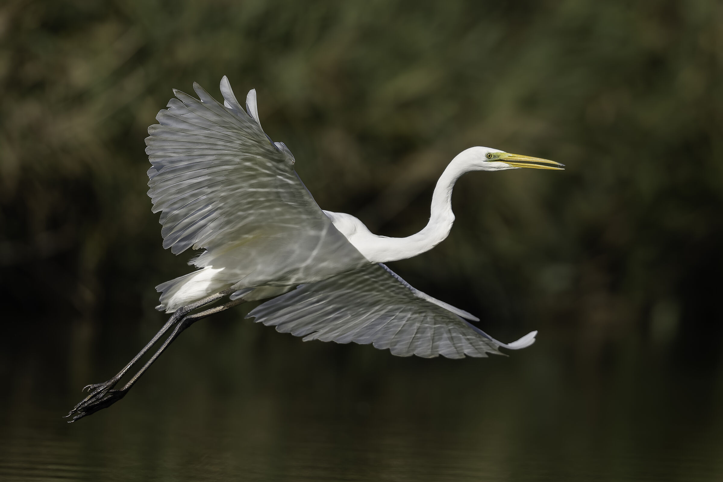 Great Egret
