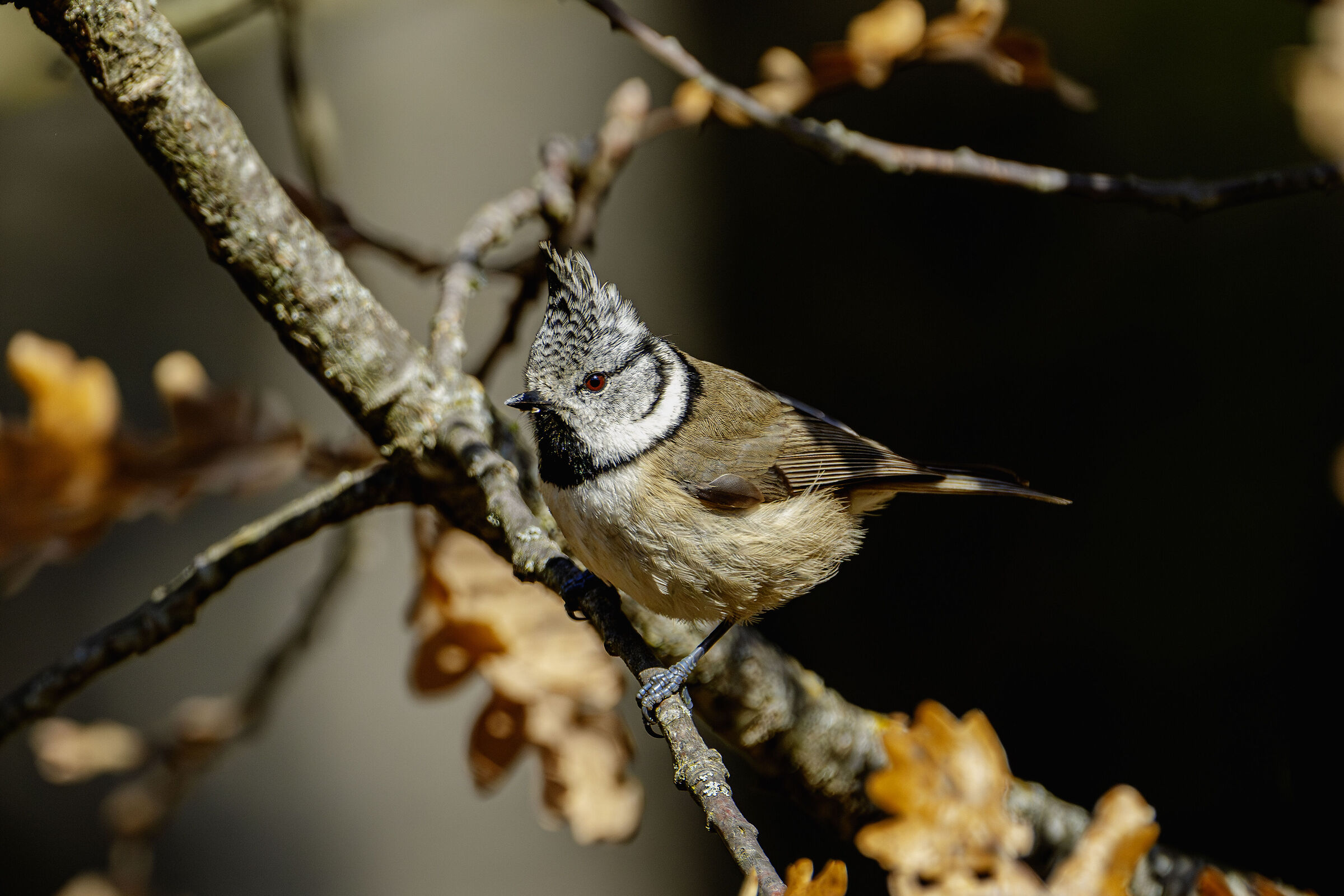 Cincia dal ciuffo (Parus cristatus)
