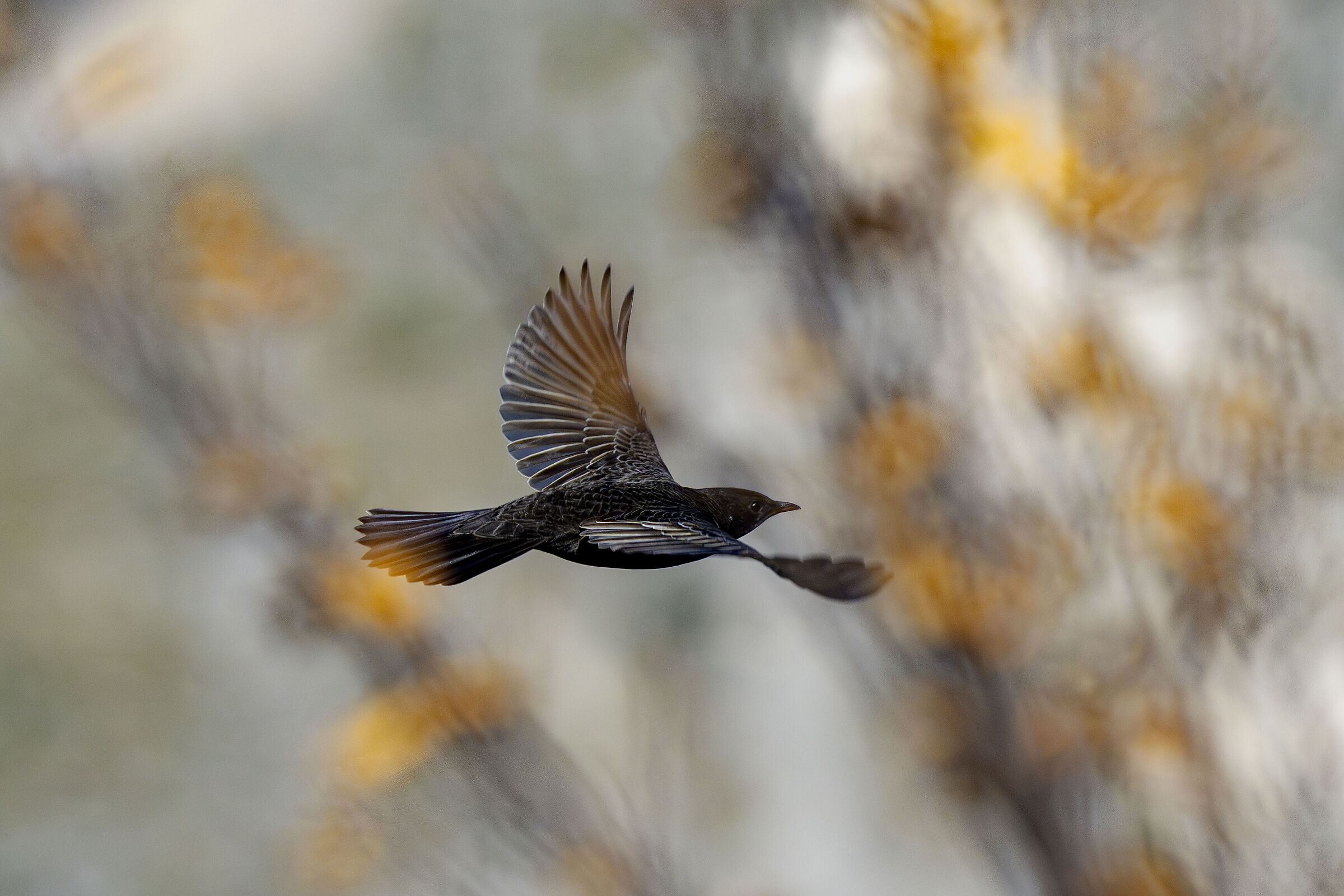 Merlo dal collare (Turdus torquatus)