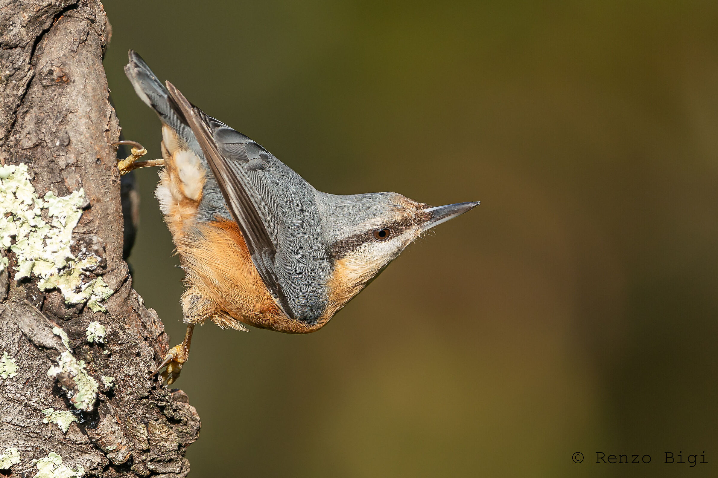 Wood nuthatch