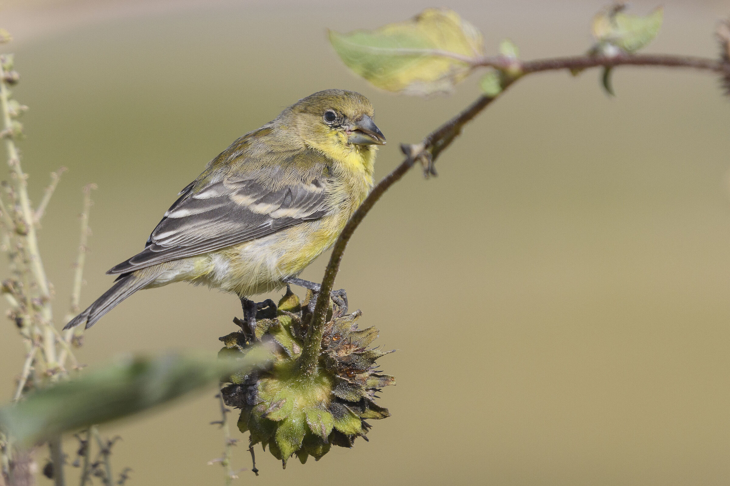 Lucherino dorsonero