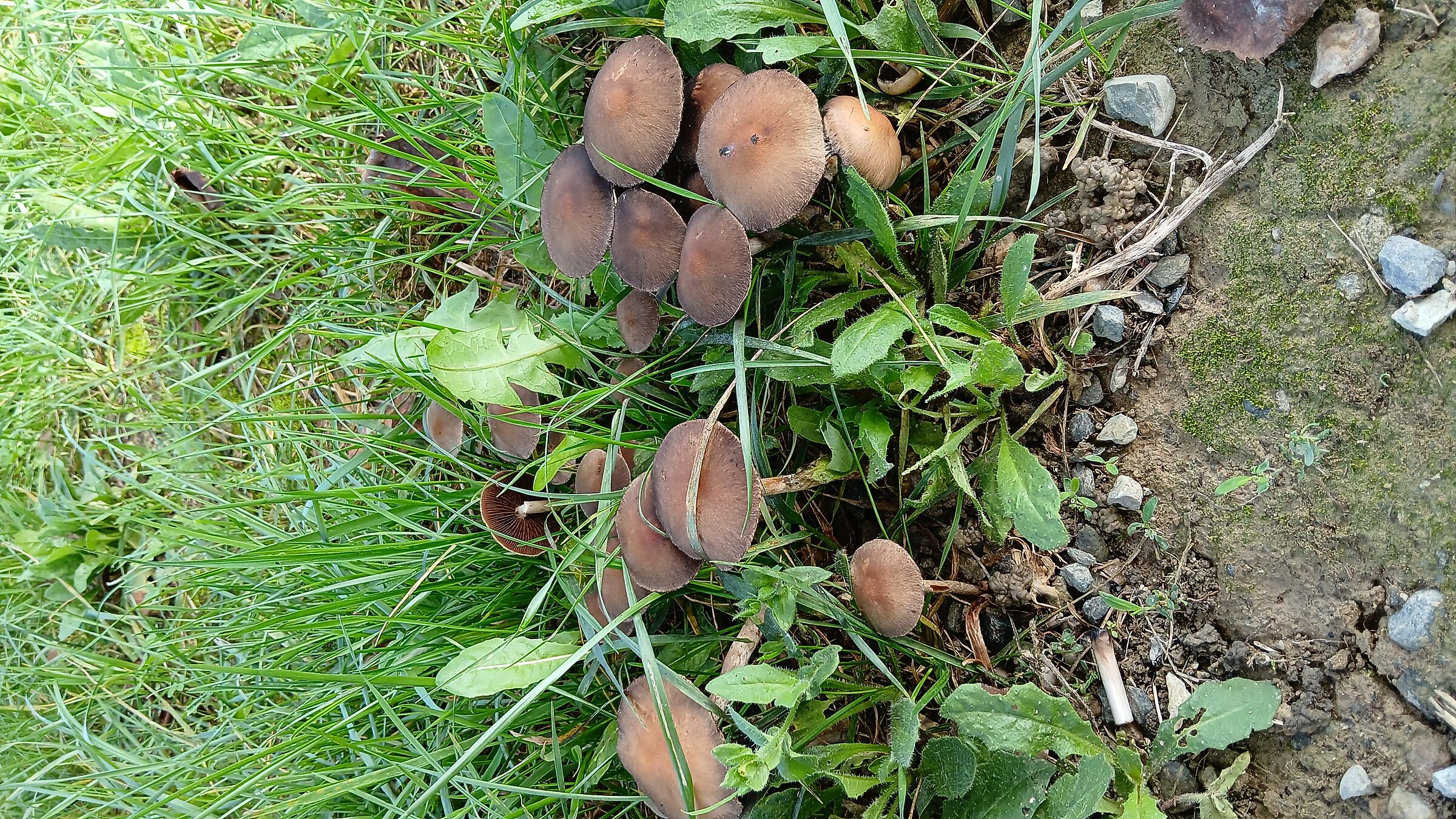 La stagione dei funghi