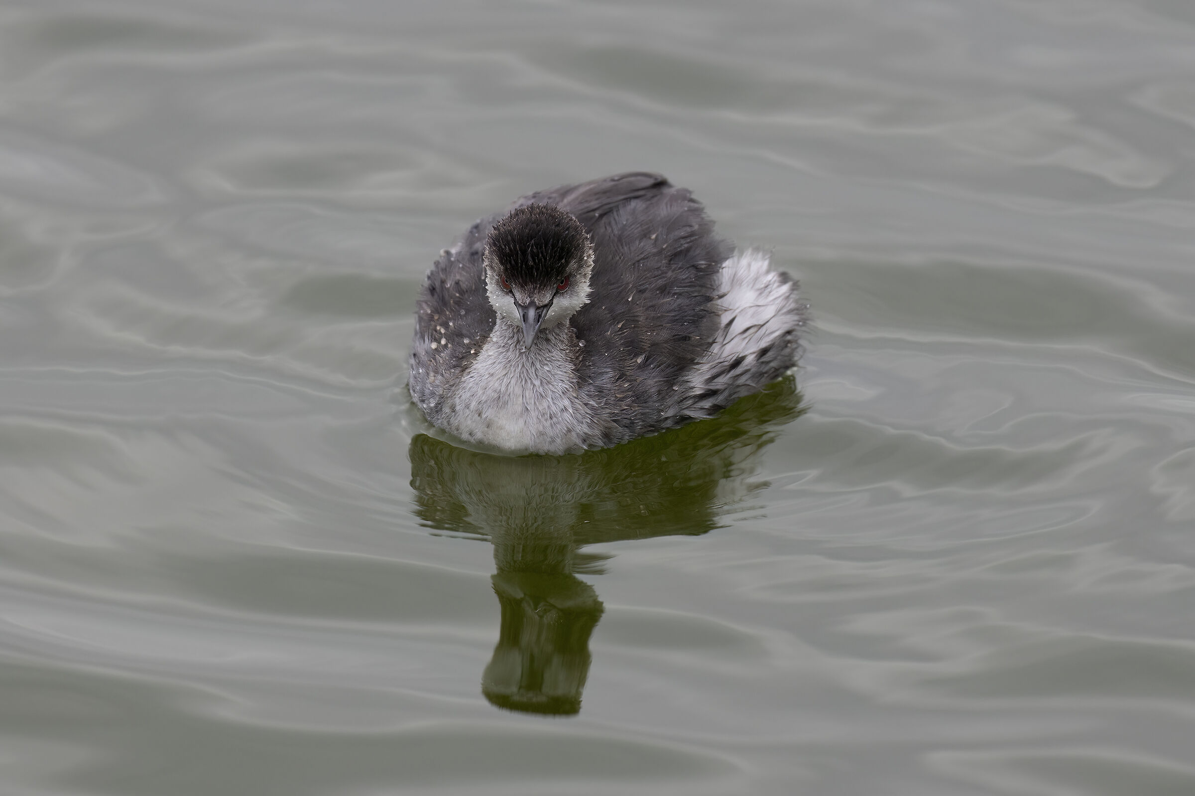 FACE TO FACE (Little Grebe)