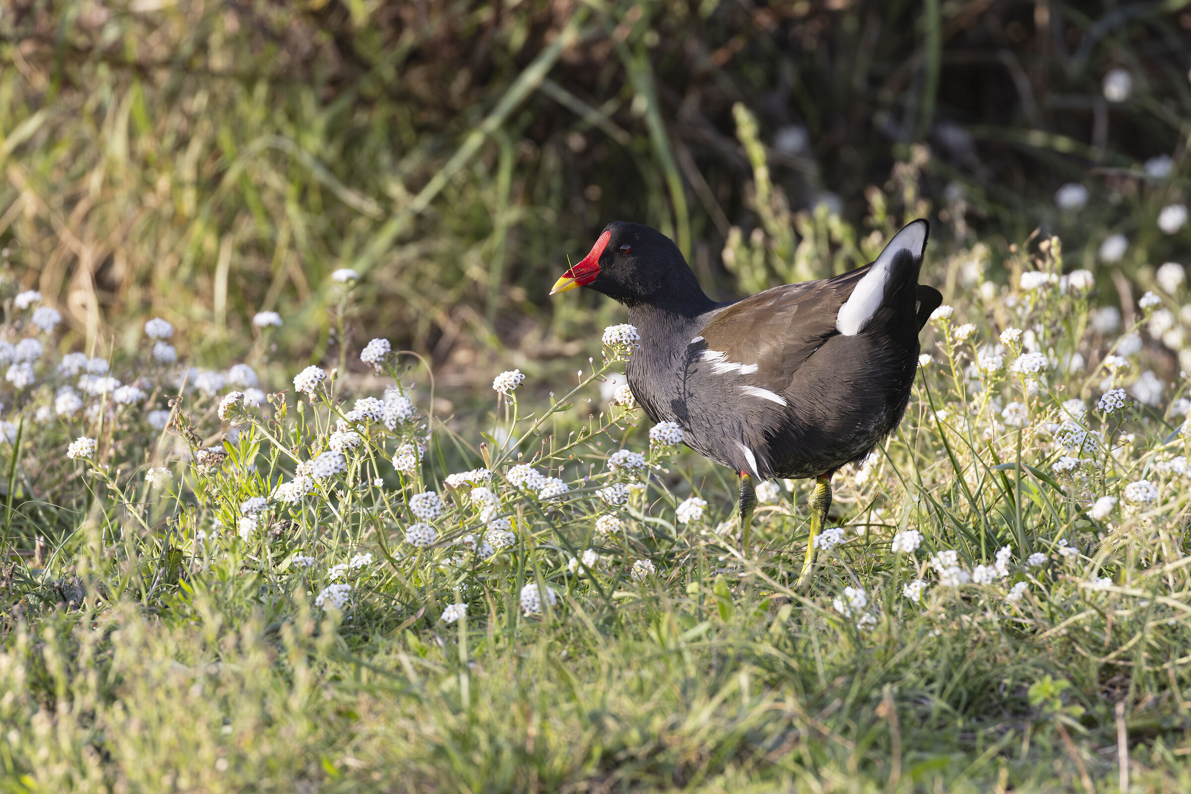 Gallinella al Pascolo-