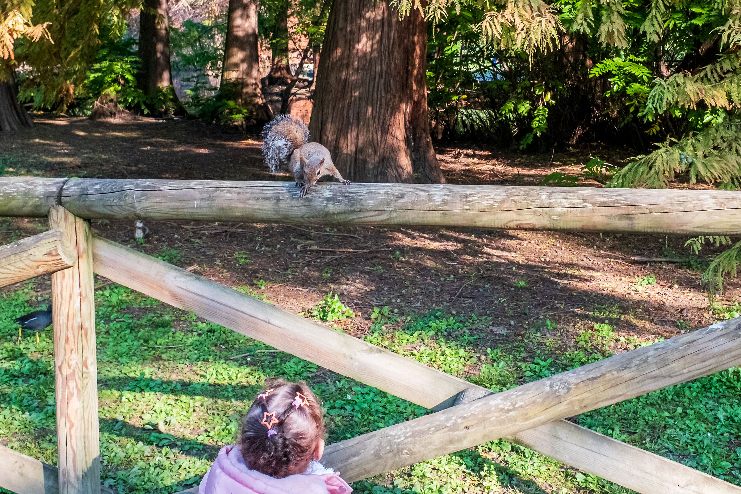 The squirrel and the little girl